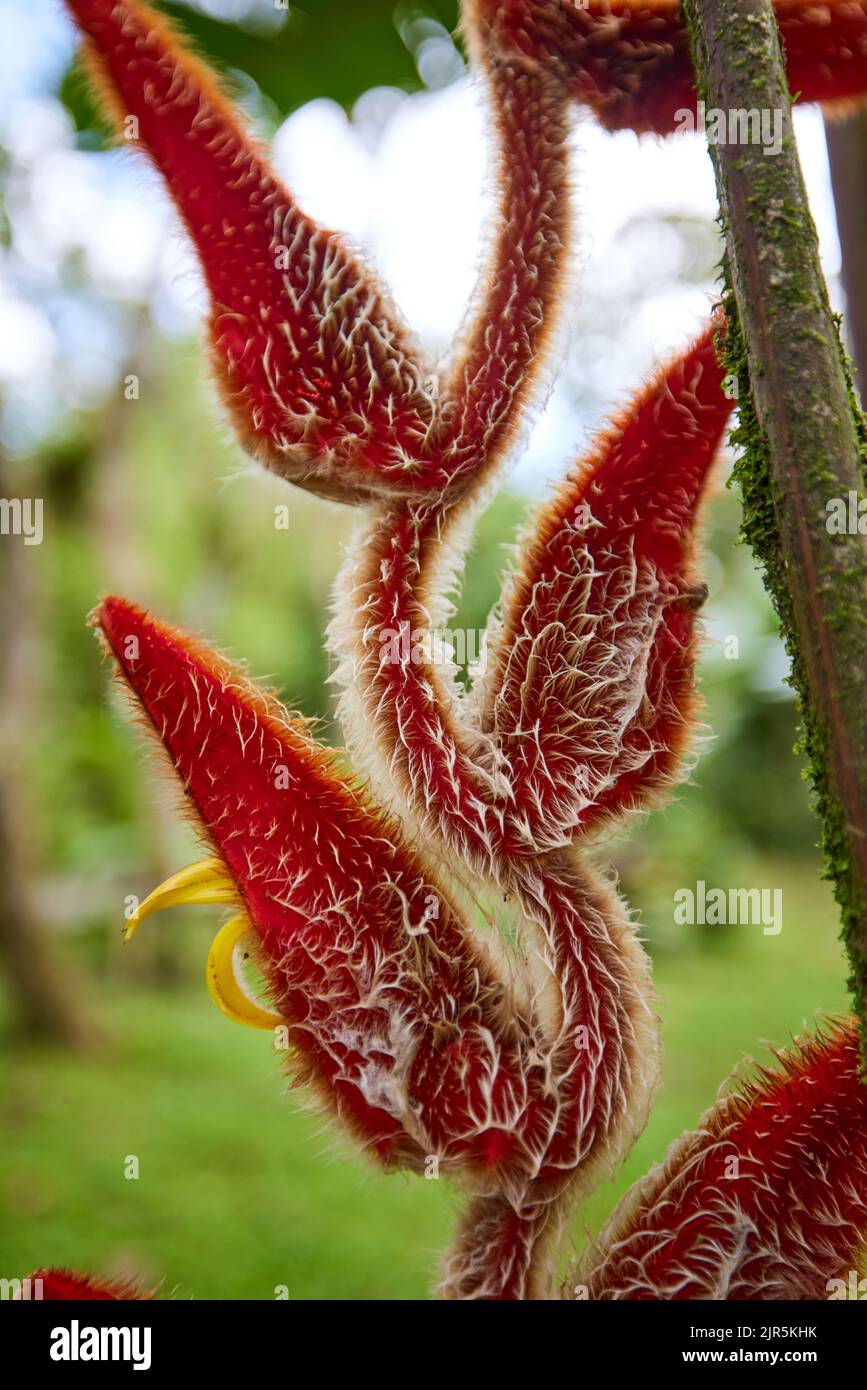 Un colpo verticale di uccelli rossi di paradiso fiore in un giardino su uno sfondo sfocato Foto Stock