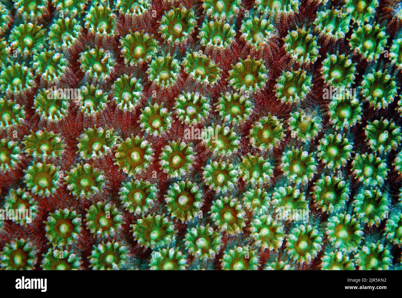 Boulder STAR Coral (Montastrea anularis), particolare di polipi, Bonaire, Antille Olandesi, Caraibi Foto Stock