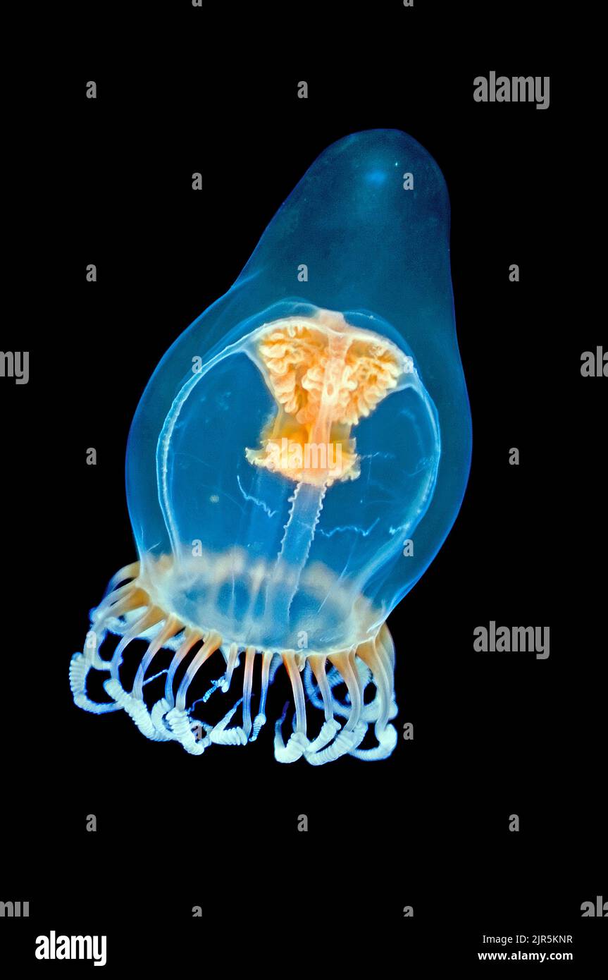 Hydrozoan Medusa o Leuckartiara Octona (Leuckartiara octona), Hordaland, Norvegia, Oceano Atlantico settentrionale, Europa Foto Stock