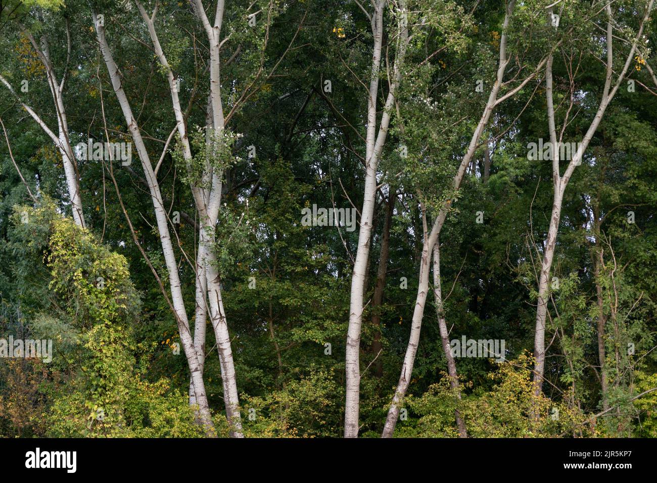 Alberi di pioppo europei con un colore di corteccia d'argento ai margini della foresta all'inizio dell'autunno Foto Stock