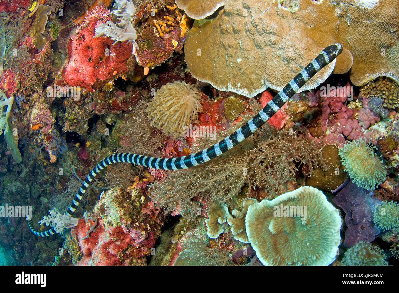 Banded Sea Krait, OR, Yellow-lipped Sea Krait (Laticauda colubrina), un tipo di serpente di mare velenoso, Isole Nicobare, Isole Andamane, India, Asia Foto Stock
