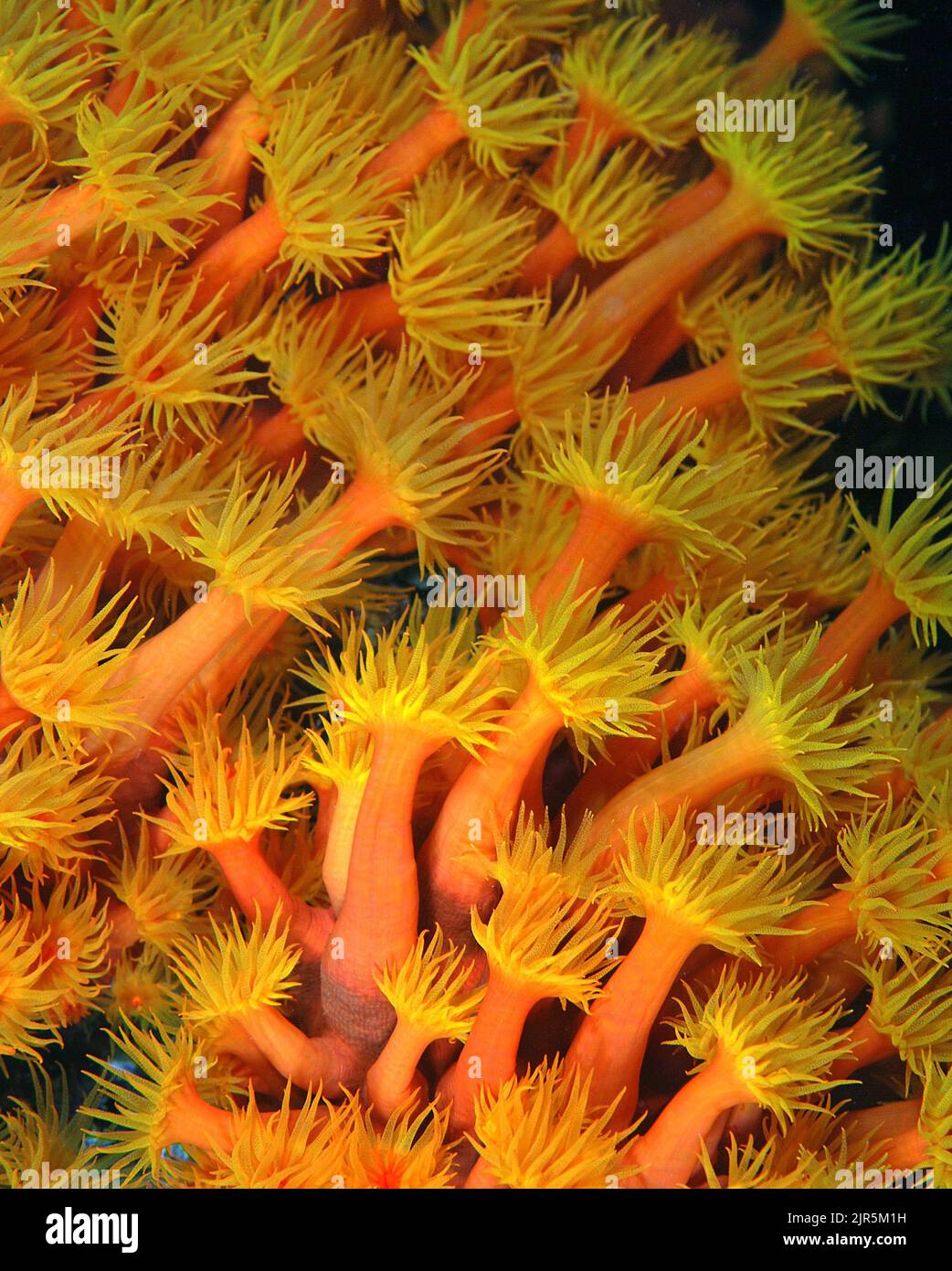 Corallo a tubo arancione o corallo di coppa (Tubastrea coccinea), si verificano in colonie che condividono una base scheletrica e tessuto comune, Indonesia, Asia Foto Stock