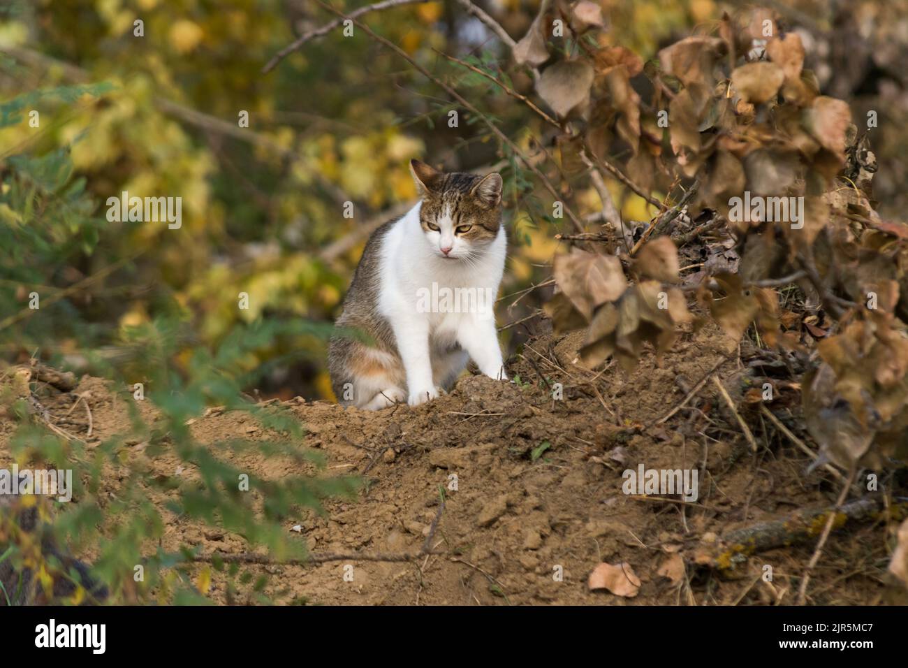 Gatto grigio-bianco con faccia seria seduta sul terreno circondata da vegetazione gialla e arancione, animale domestico nella natura durante la stagione autunnale Foto Stock
