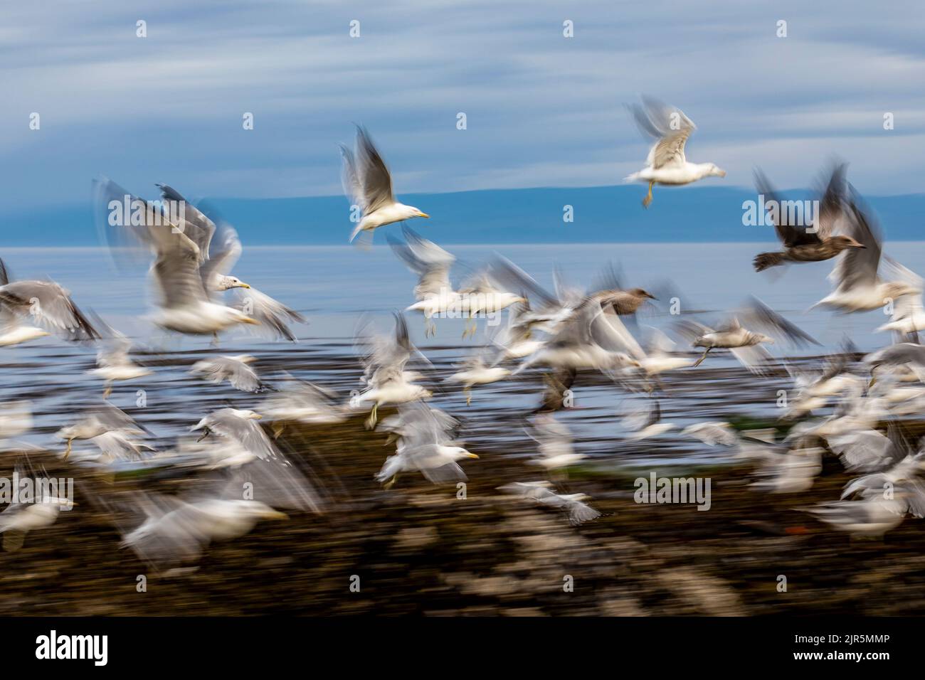 Gabbiani a Tongue Point nell'area ricreativa di Salt Creek lungo lo stretto di Juan de Fuca, Olympic Peninsula, Washington state, USA Foto Stock