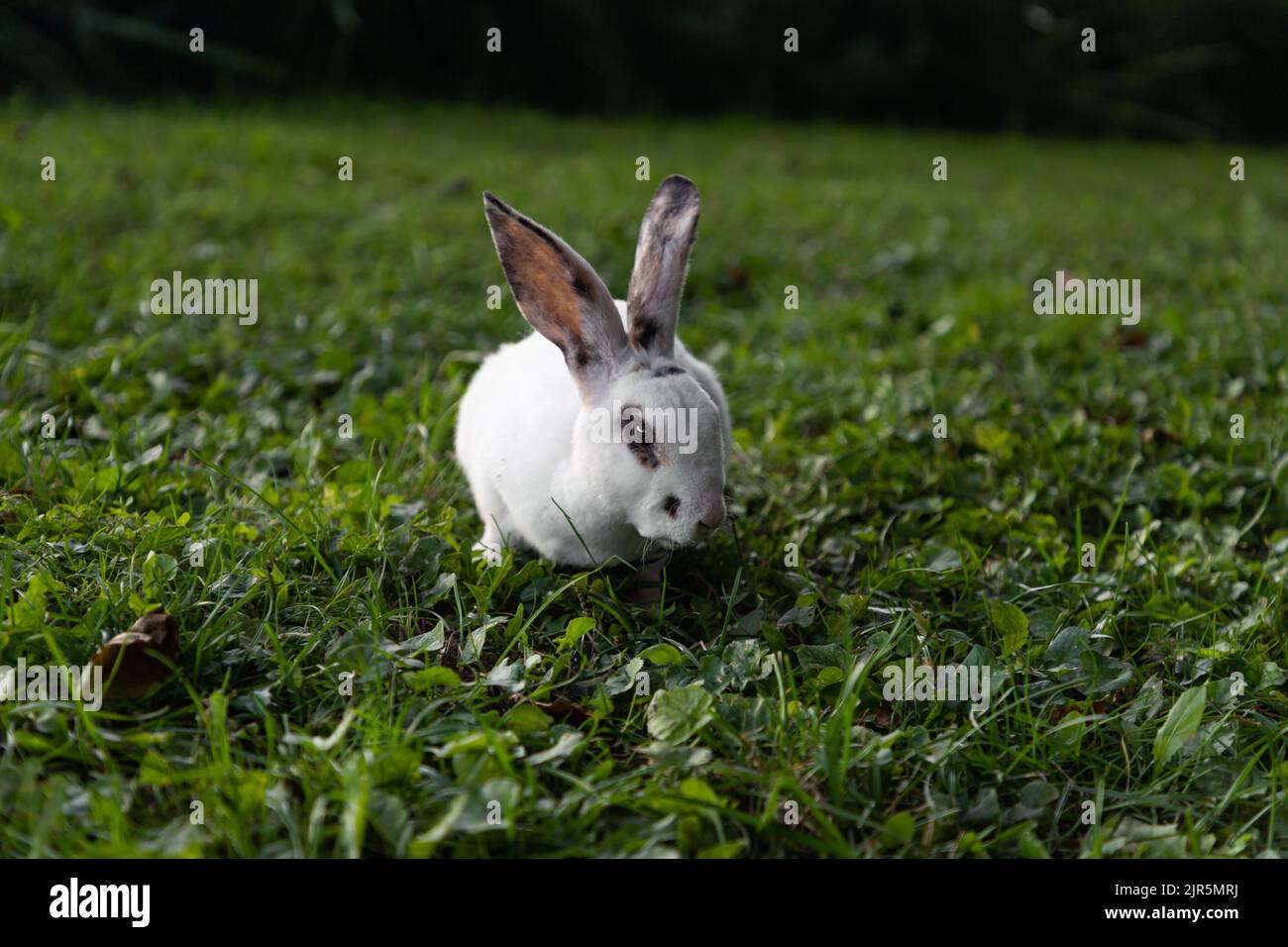 I conigli vivono in natura in Lituania Foto Stock