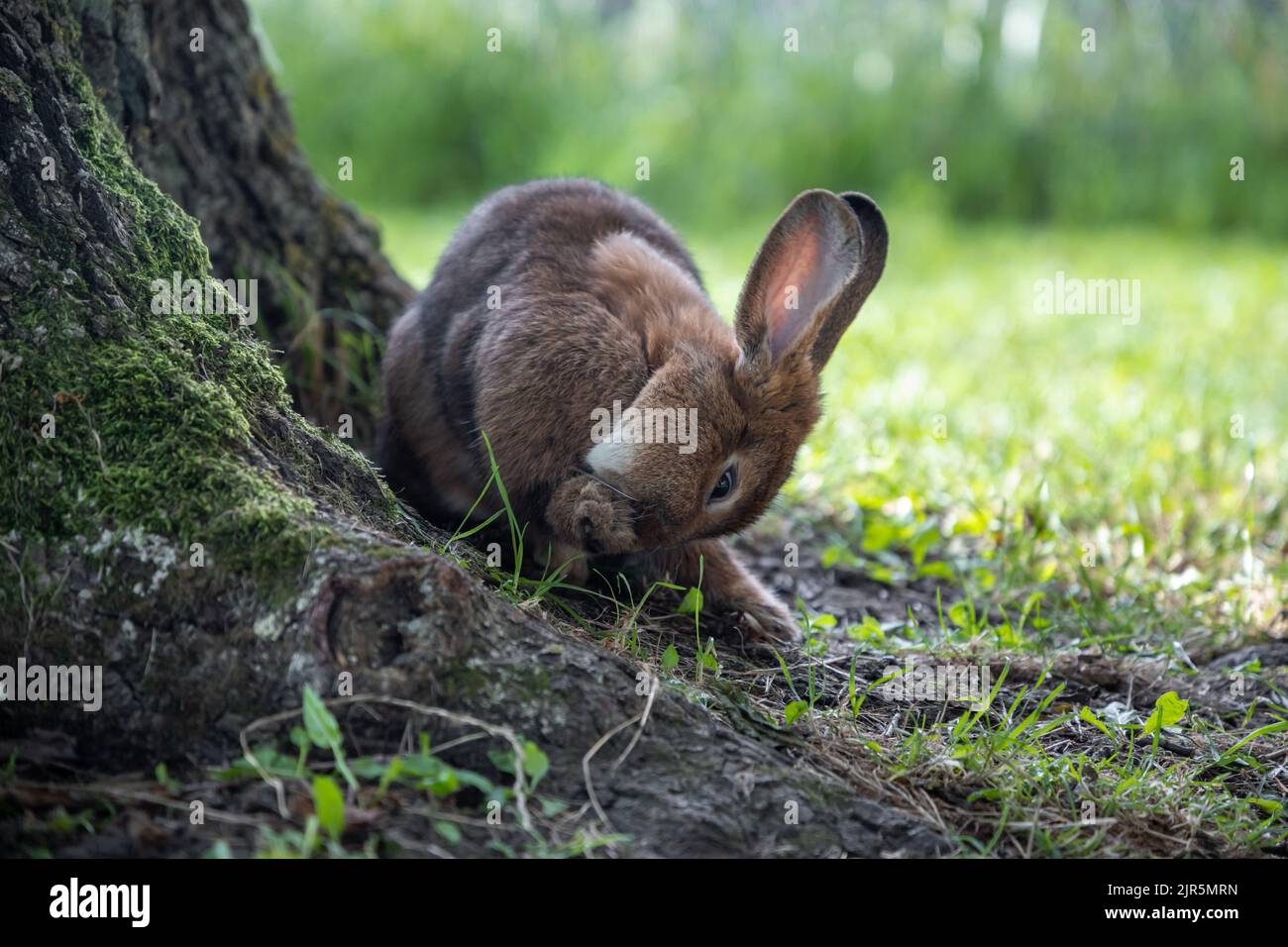 I conigli vivono in natura in Lituania Foto Stock