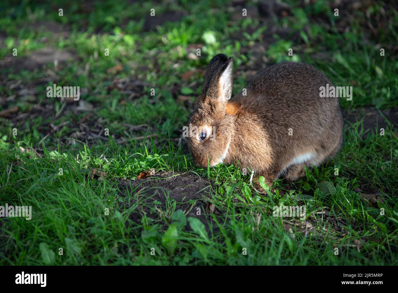 I conigli vivono in natura in Lituania Foto Stock