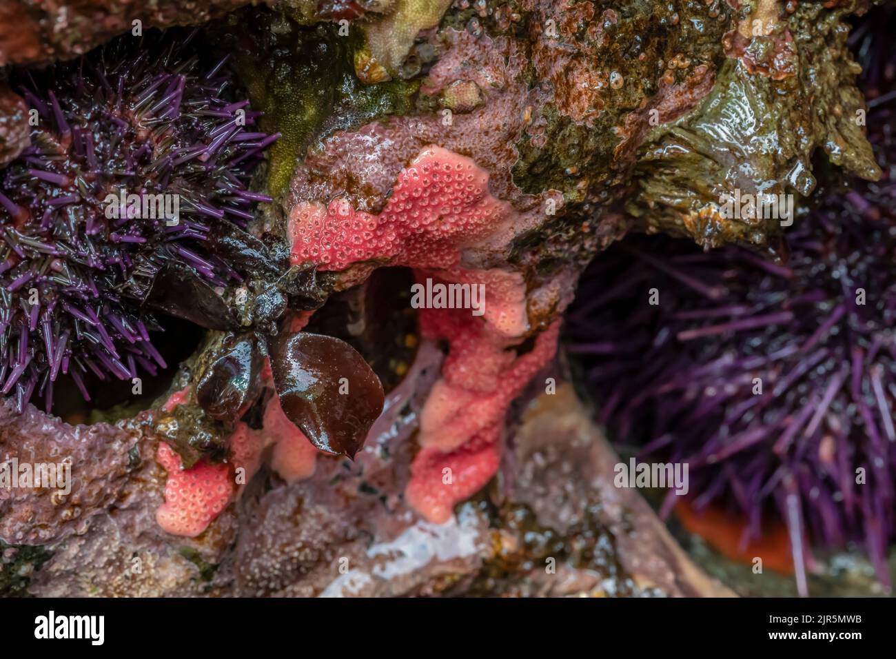 L'incrostante Hydrocoral rosa, Stylantheca papillosa, con gli orchini del mare viola a Tongue Point nell'area ricreativa di Salt Creek lungo lo stretto di Juan de F. Foto Stock