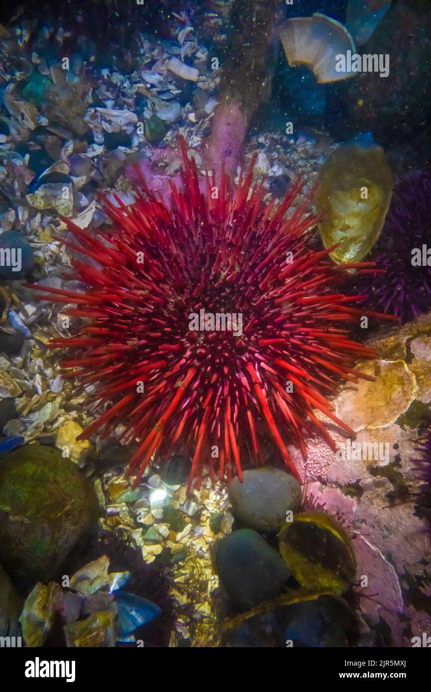 Urchin del Mar Rosso, Mesocentrotus franciscanus, a Tongue Point nella zona ricreativa di Salt Creek lungo lo stretto di Juan de Fuca, Penisola Olimpica, Lavaggio Foto Stock