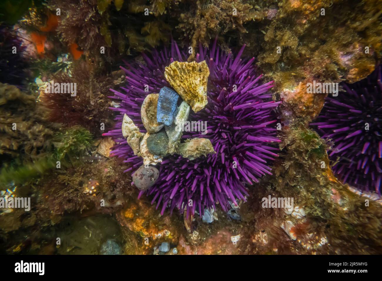 Purple Sea Urchin, Strongylocentrotus purpurpuratus, conchiglie e rocce attaccate come protezione, a Tongue Point nella Salt Creek Recreation Area lungo la Str Foto Stock