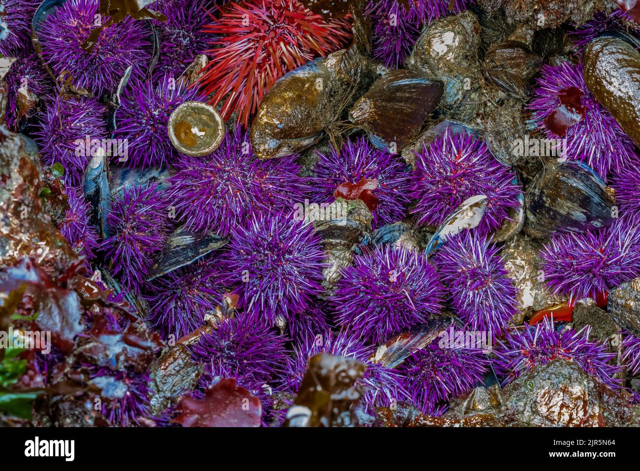 Orchini del Mar Rosso e viola a Tongue Point nell'area ricreativa di Salt Creek lungo lo stretto di Juan de Fuca, Olympic Peninsula, Washington state, USA Foto Stock