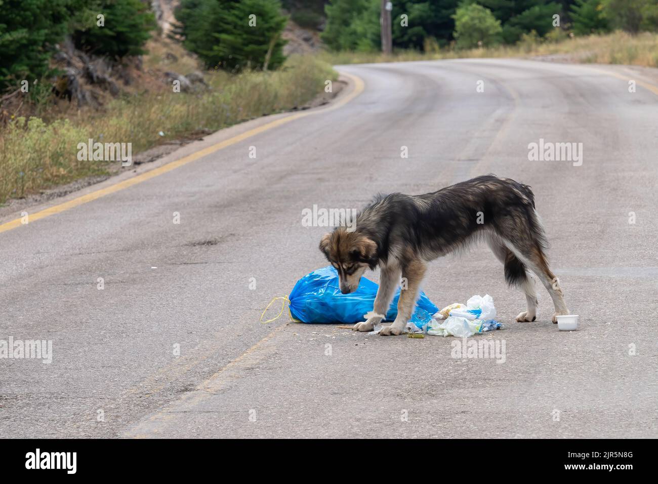 Povero cane randagio è debole per la mancanza di cibo. Foto Stock