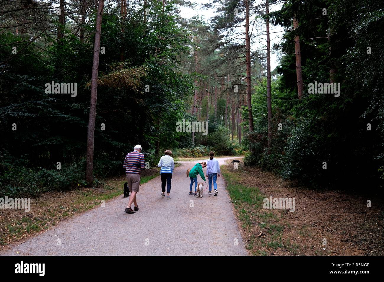 bourne woods,the forestry commission,farnham,surrey,uk agosto 2022 Foto Stock