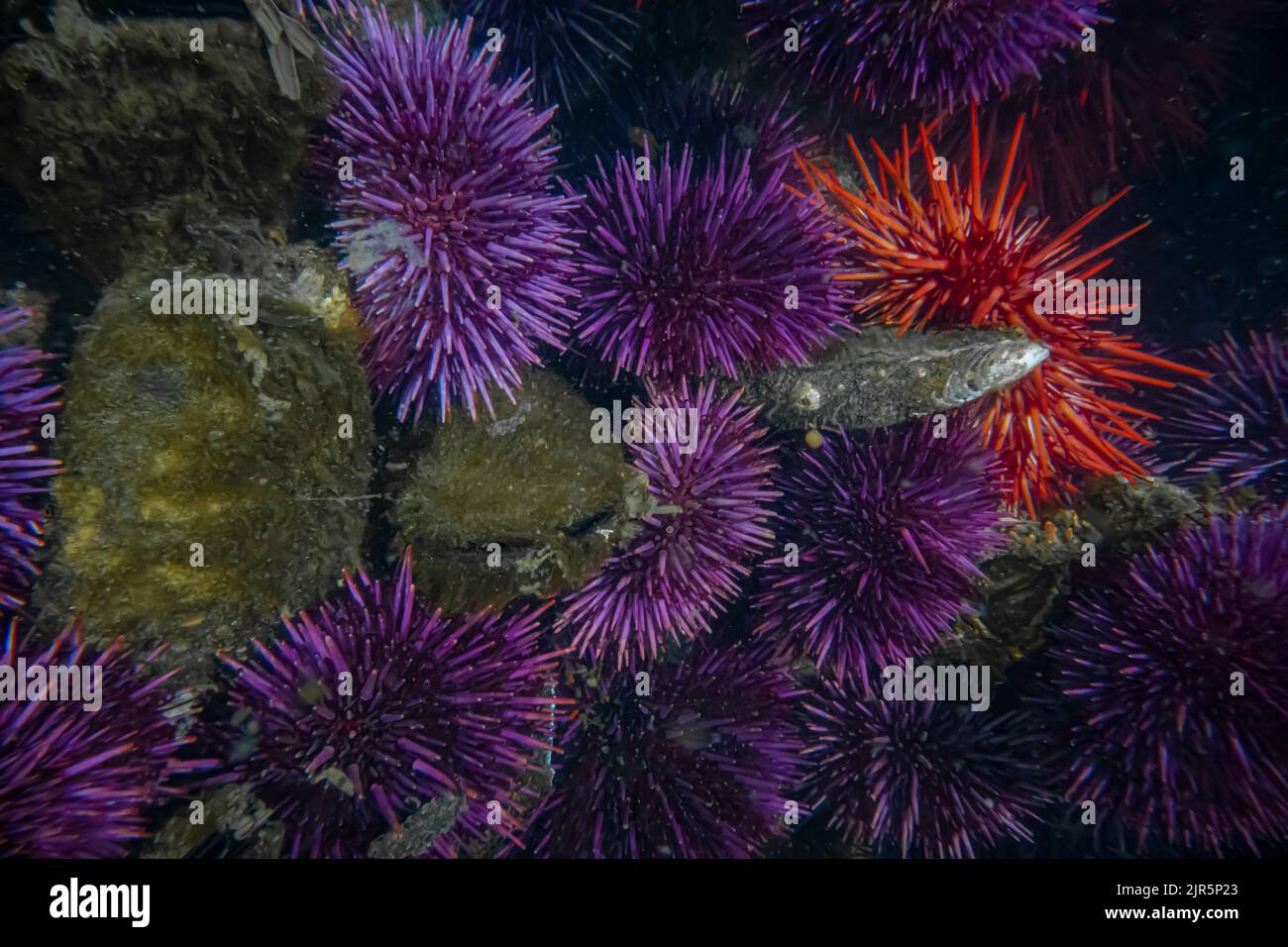 Orchini del Mar Rosso e viola a Tongue Point nell'area ricreativa di Salt Creek lungo lo stretto di Juan de Fuca, Olympic Peninsula, Washington state, USA Foto Stock