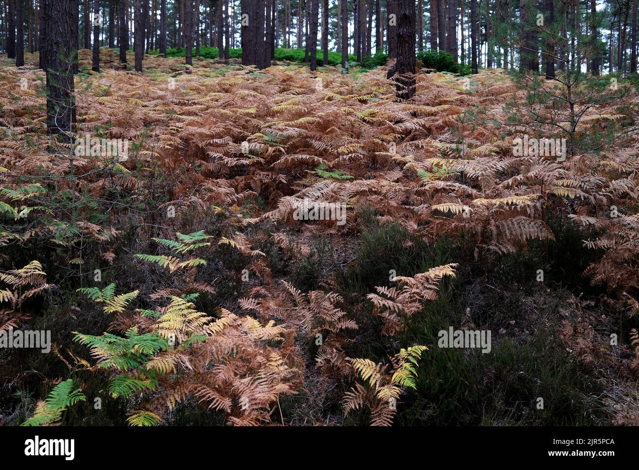 bourne woods,the forestry commission,farnham,surrey,uk agosto 2022 Foto Stock