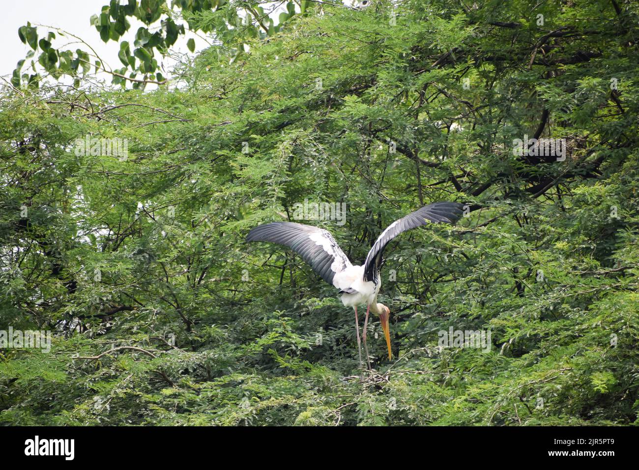 Uccelli migratori, cicogne dipinte sta volando allo zoo di Nuova Delhi in India Foto Stock