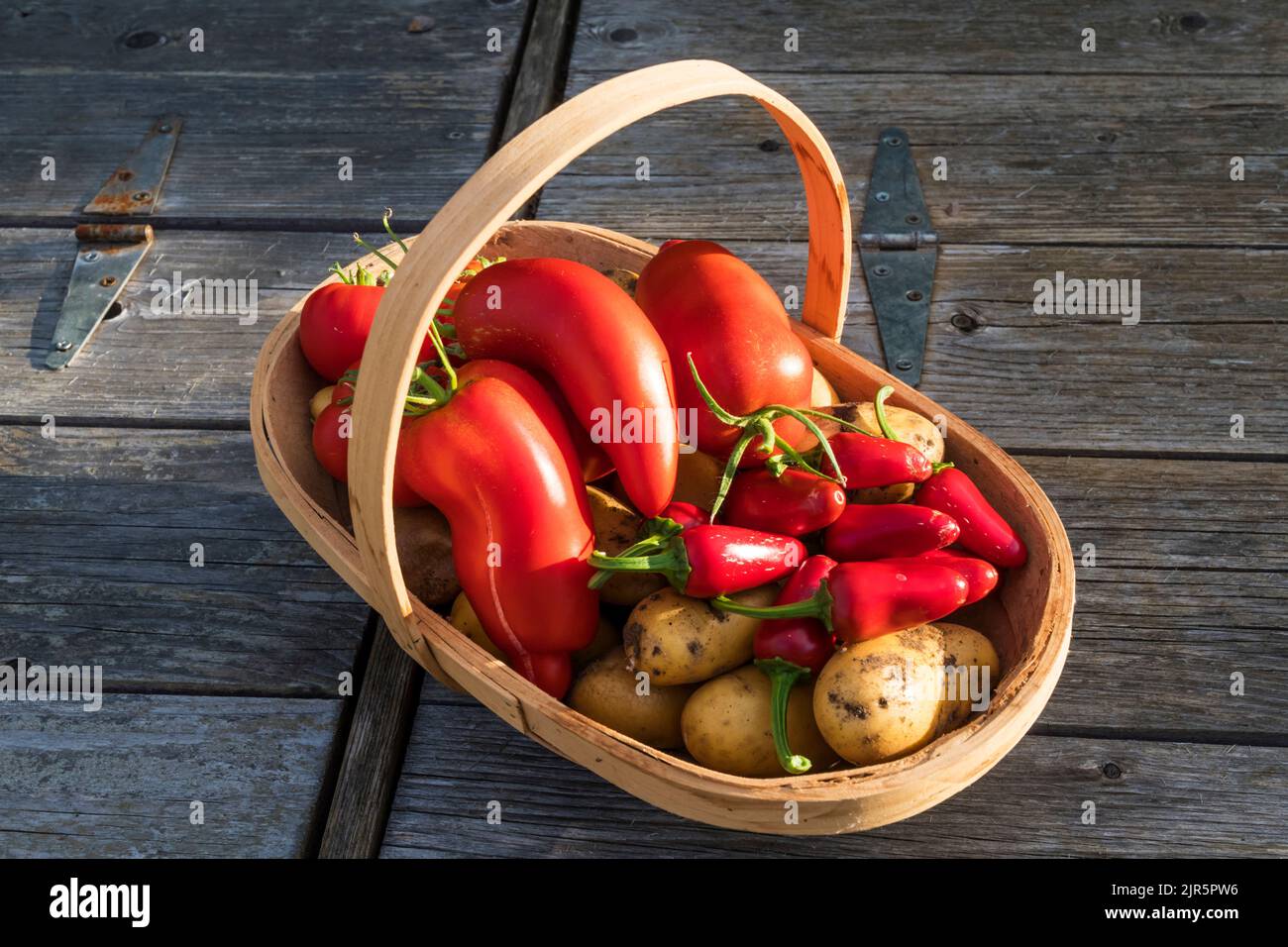 Un abbraccio di verdure raccolte in casa - patate Charlotte, peperoncino Jalapeno e pomodori San Marzano. Foto Stock
