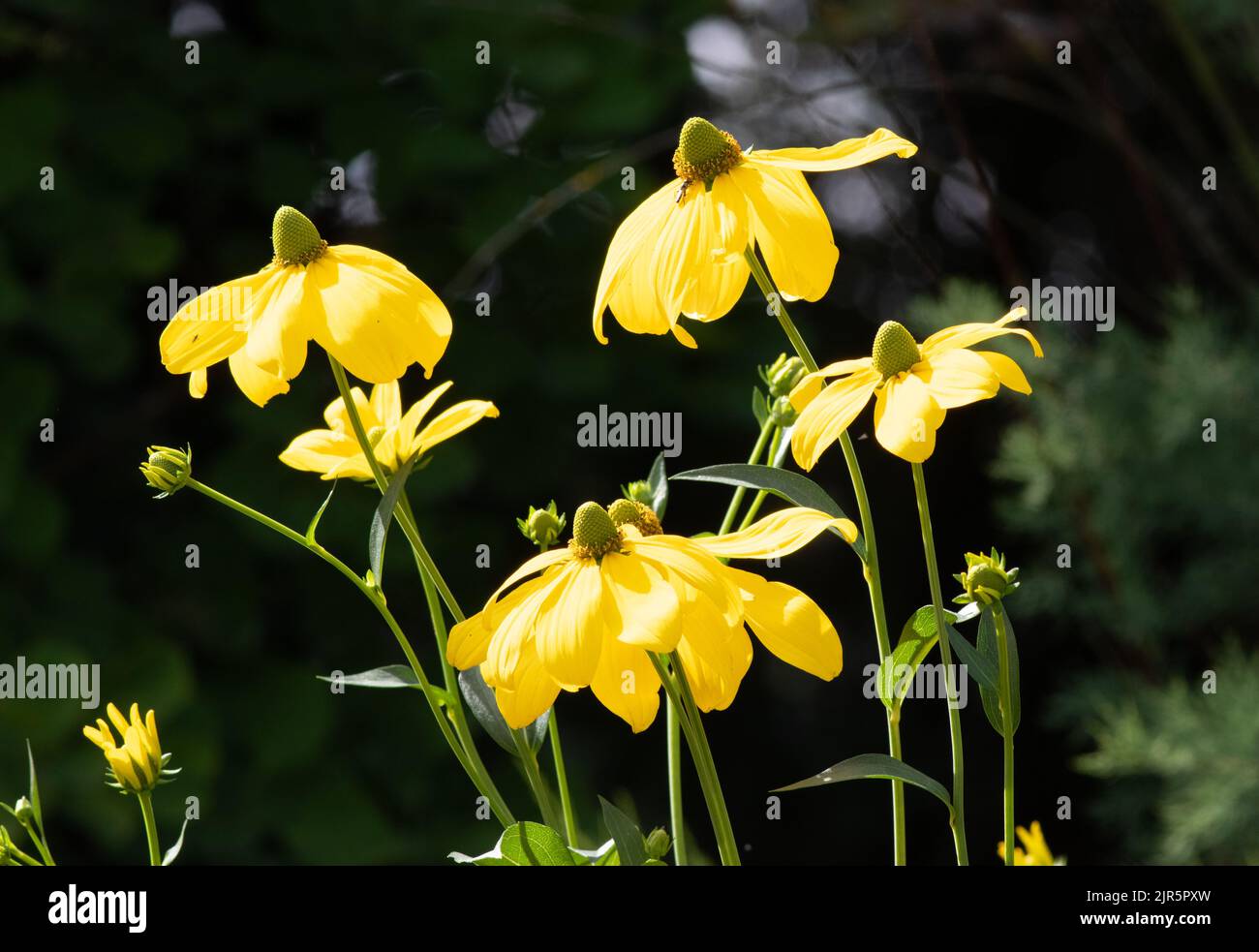 Rudbeckia laciniata 'Juligold' Foto Stock