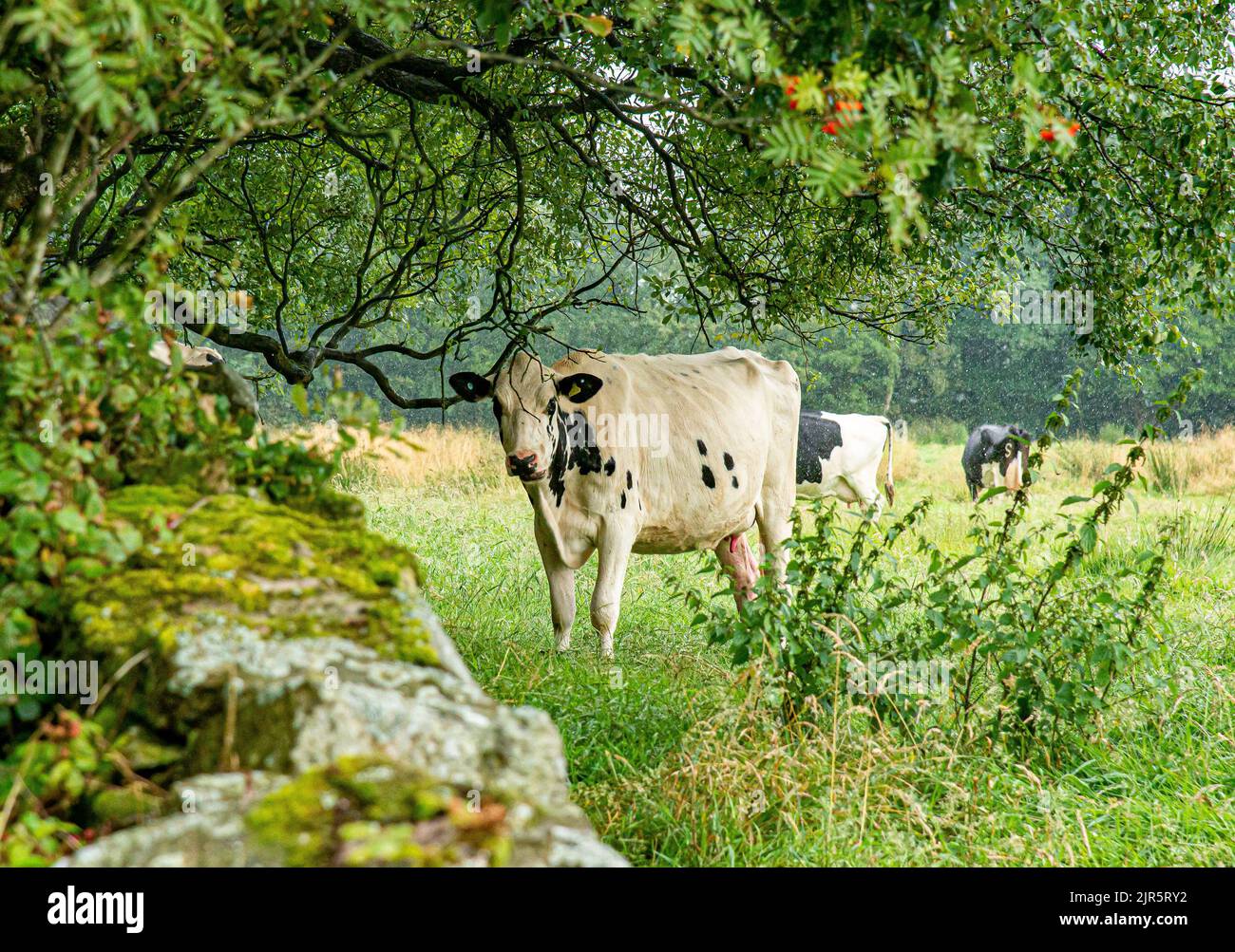 Bleasedale, Preston, Lancashire, Regno Unito. 22nd ago, 2022. Mucche ricovero dalla pioggia sotto gli alberi vicino a Bleasedale, Preston, Lancashire. Credit: John Eveson/Alamy Live News Foto Stock