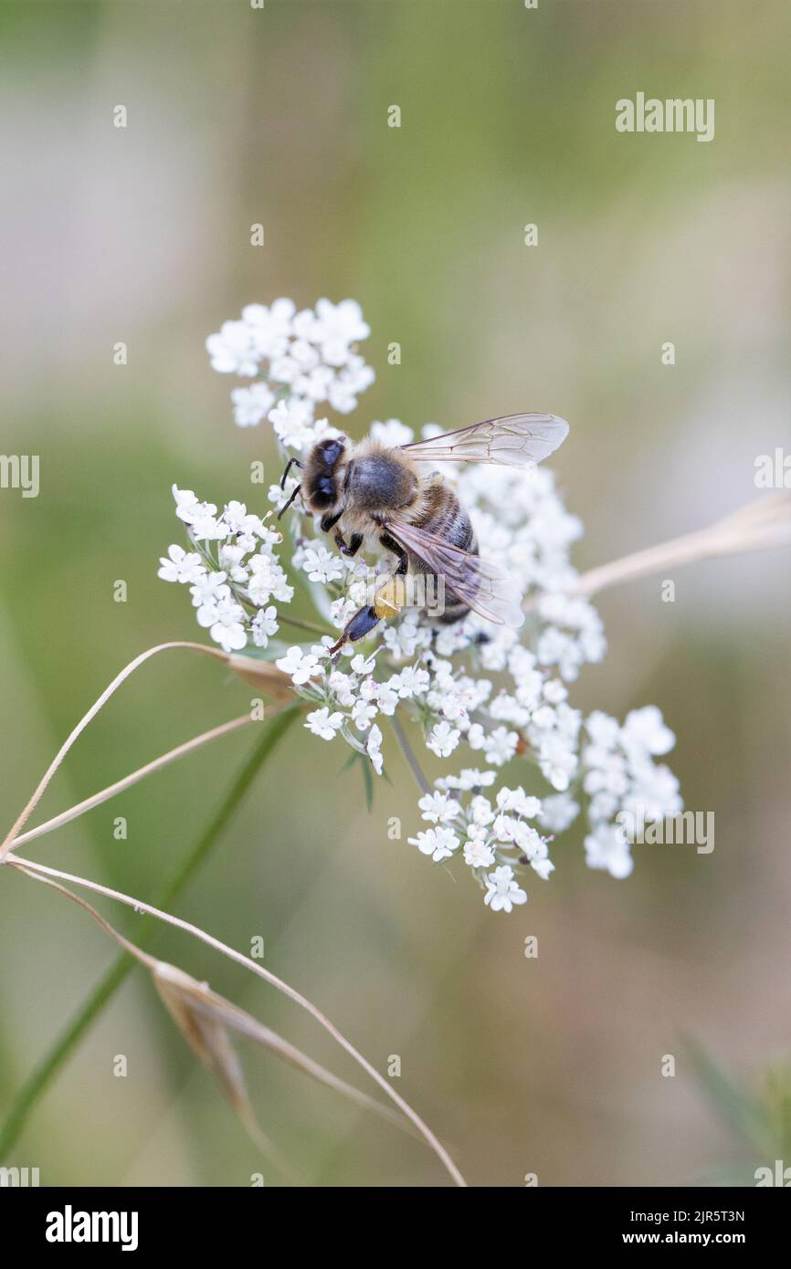 Un'ape su un fiore di pizzo della regina Anna. Foto Stock