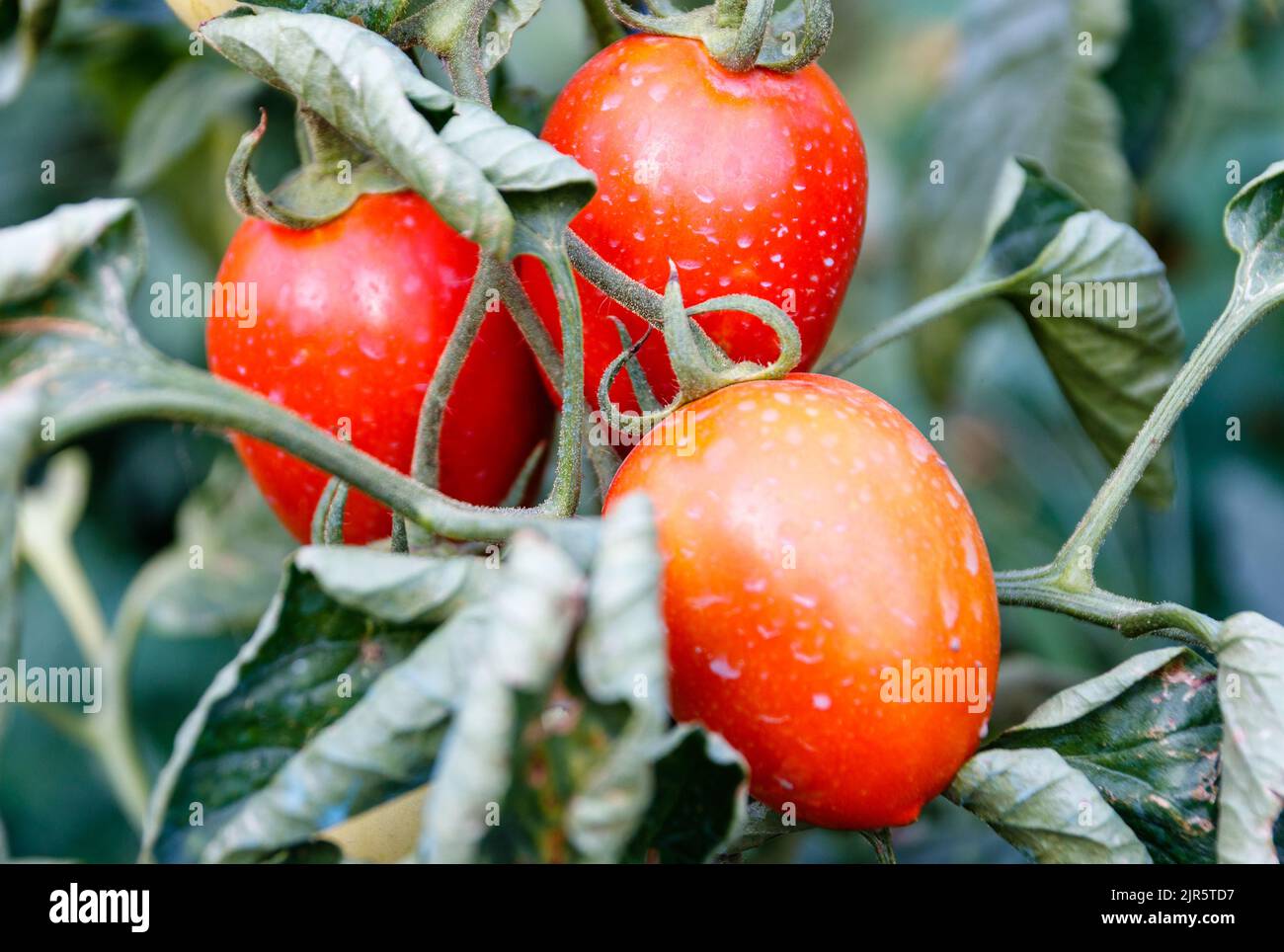 Pomodori da giardino. Macro Stock Fotografia. Foto Stock