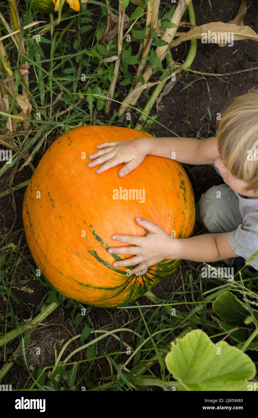 il bambino tiene una grande zucca d'arancia in giardino con le mani piccole, è sorpreso per le sue dimensioni. raccogliere le verdure in azienda. agricoltura biologica. poco h Foto Stock