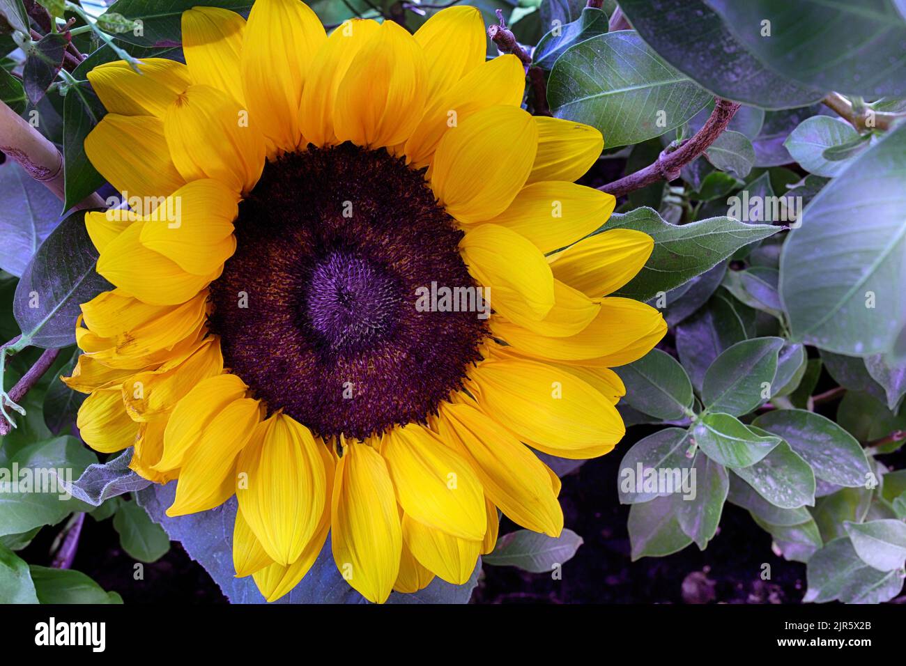 Immagine di un bellissimo girasole con foglie verdi sullo sfondo. Direttamente sopra. Foto Stock