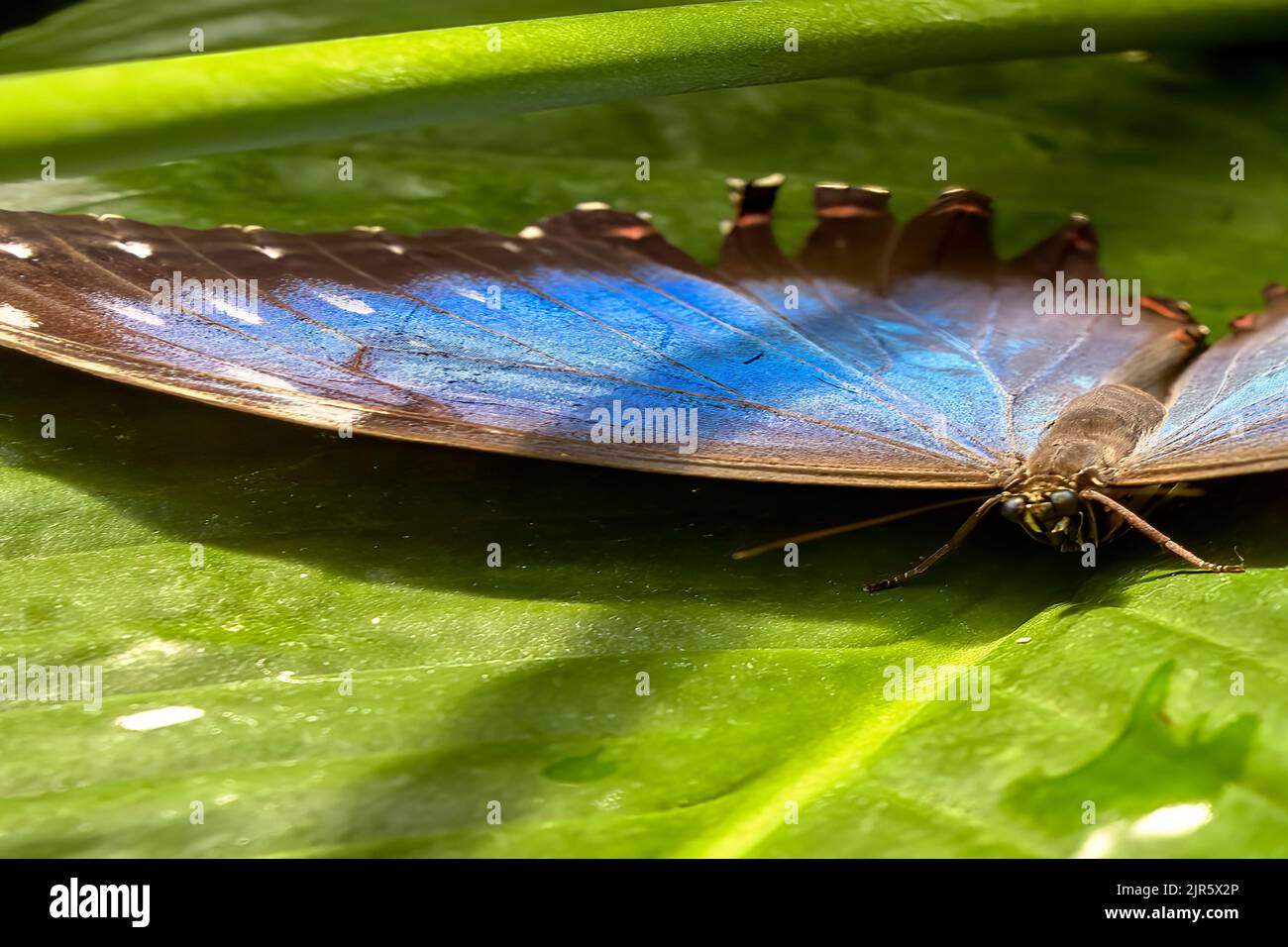Mezzo ritratto di una farfalla del cielo, morfo peleides, su una foglia verde Foto Stock