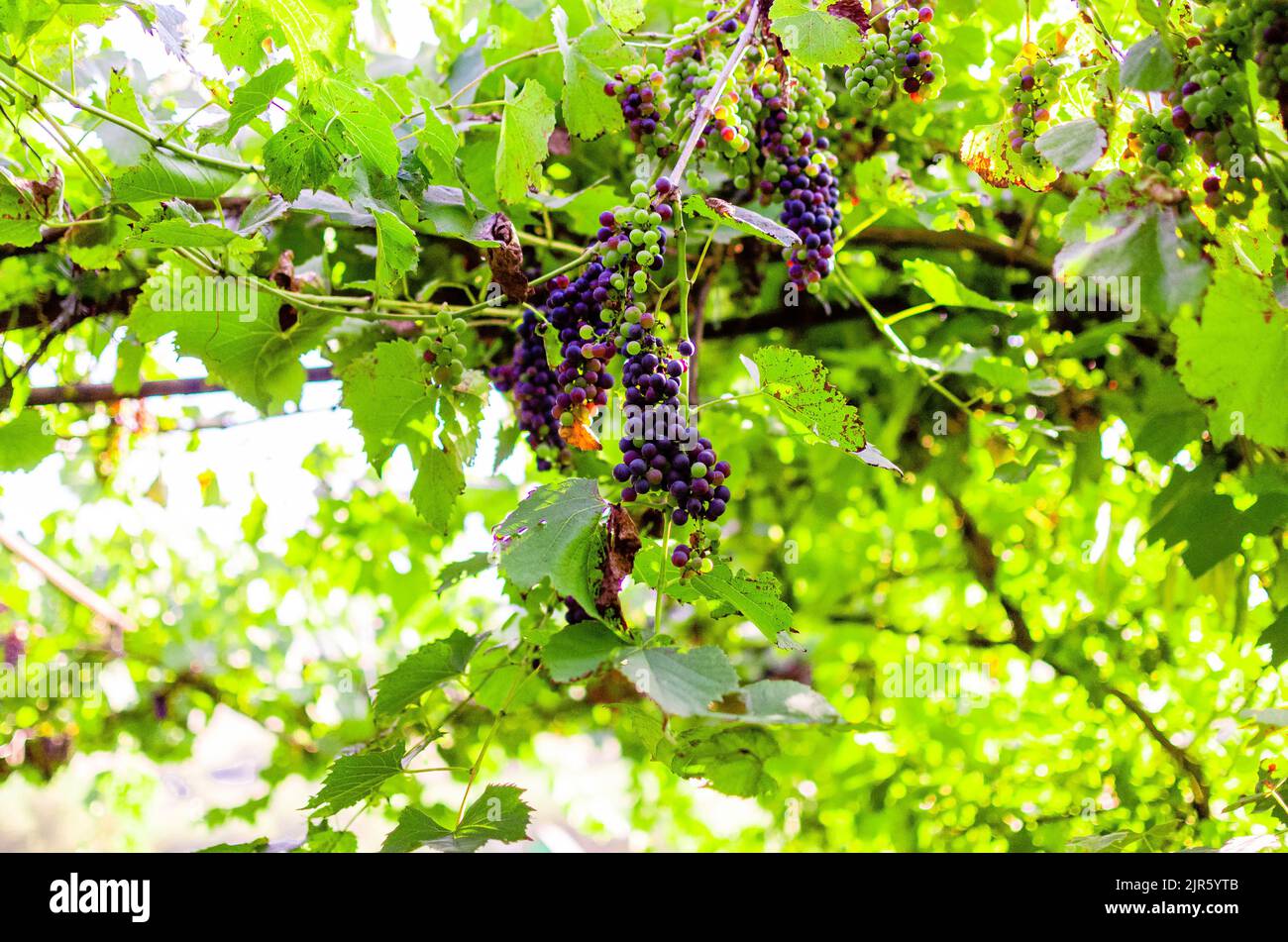 Vigneti al sole durante la vendemmia autunnale. Uve mature in autunno in Transilvania. Foto Stock