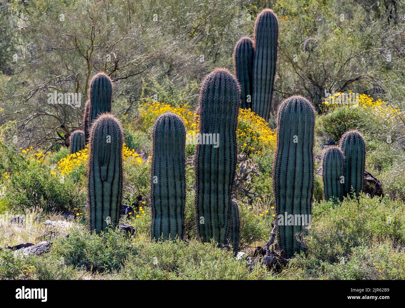 Saguaros giovanile (Carnegiea gigantea) dal Picacho Peak state Park (Arizona, USA) nel marzo 2020. Foto Stock