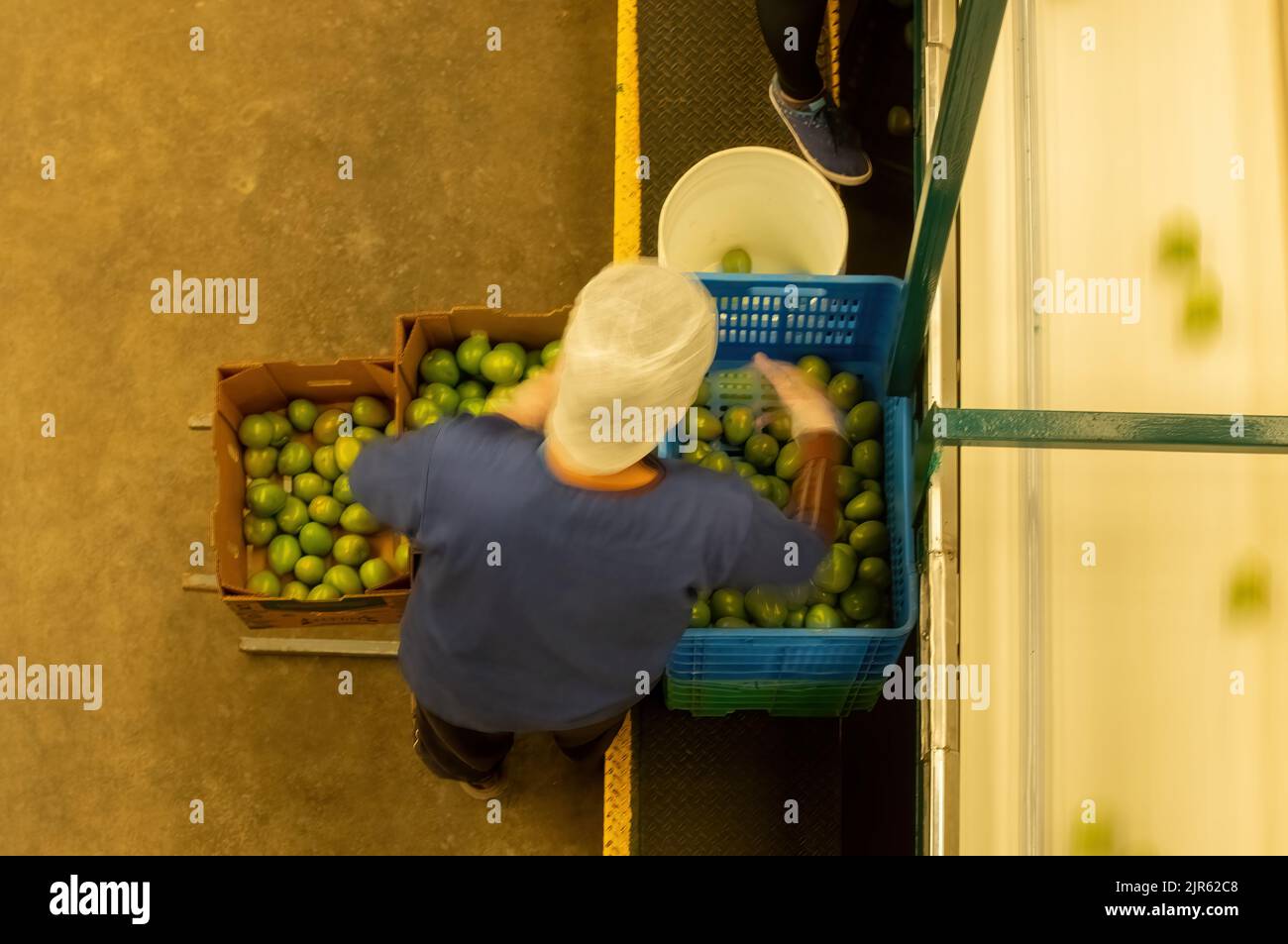 un uomo in un magazzino industriale, immagazzinando i pomodori in scatole di cartone, dopo aver attraversato il processo di qualità Foto Stock