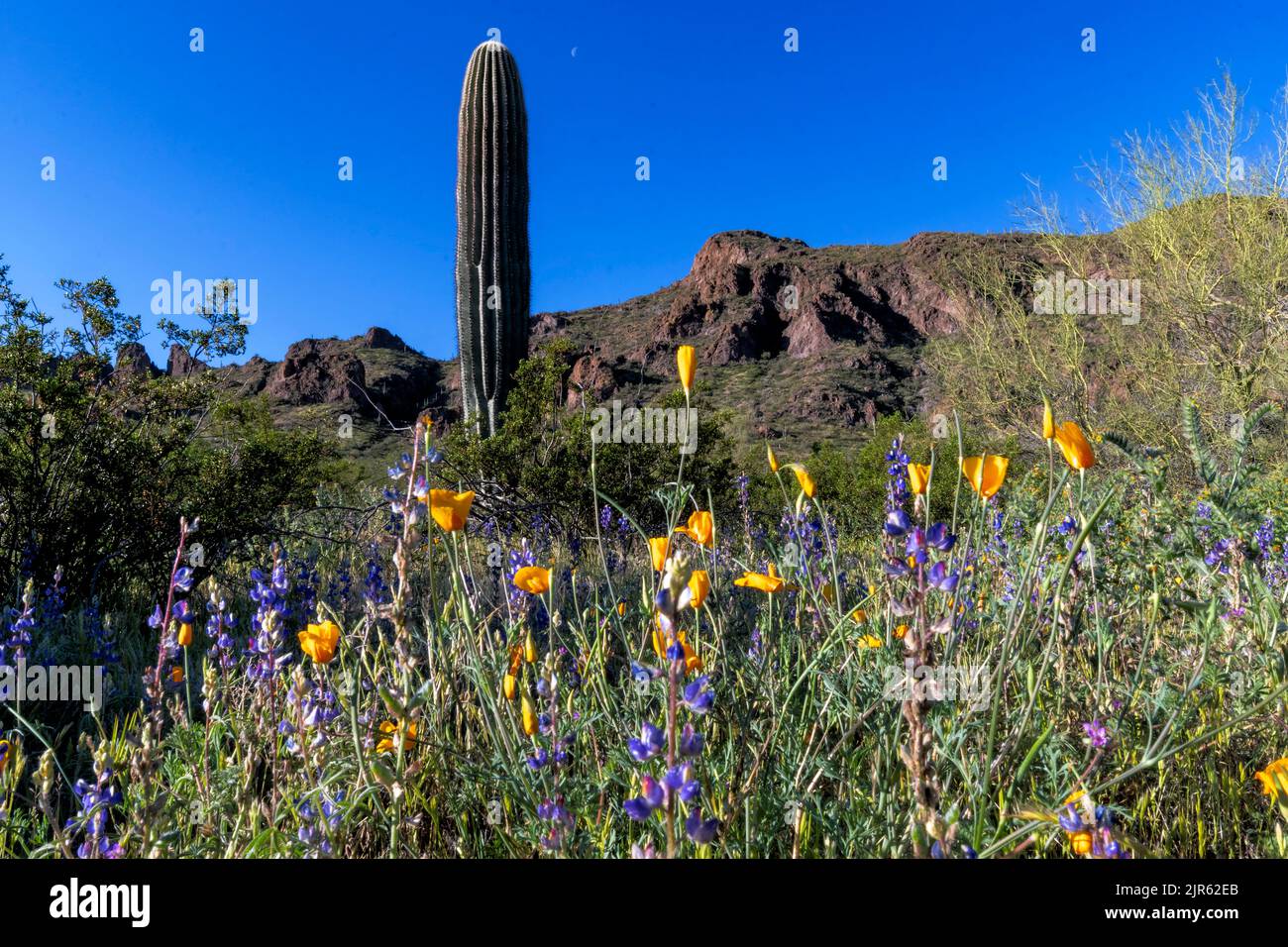 Deserto fiorente con 'lupino deserto' e 'papaveri d'oro' al Picacho Peak state Park (Arizona, USA) nel marzo 2020. Foto Stock