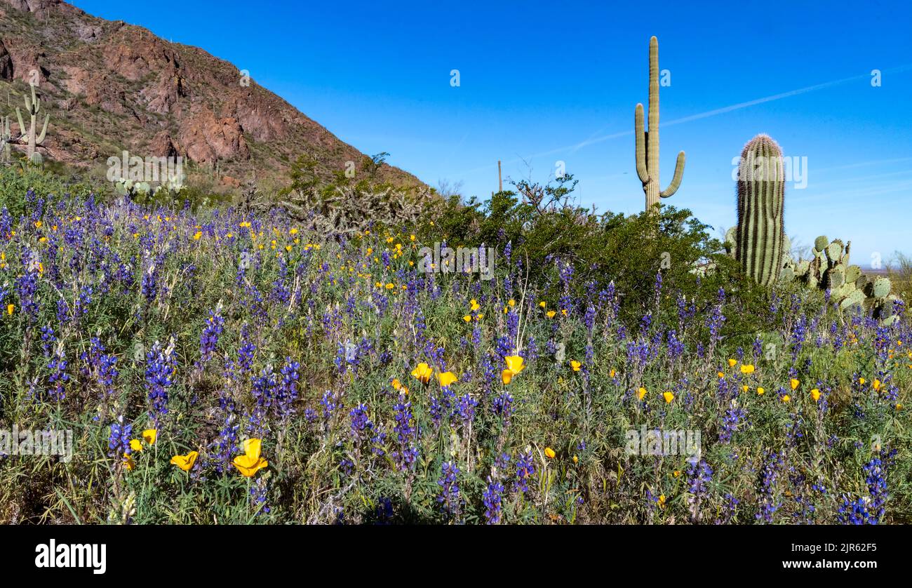 Deserto in fiore con una grande popolazione di 'deert lupin' (Lupin sparsiflorus) al Picacho Peak state Park (Arizona, USA) nel marzo 2020. Foto Stock
