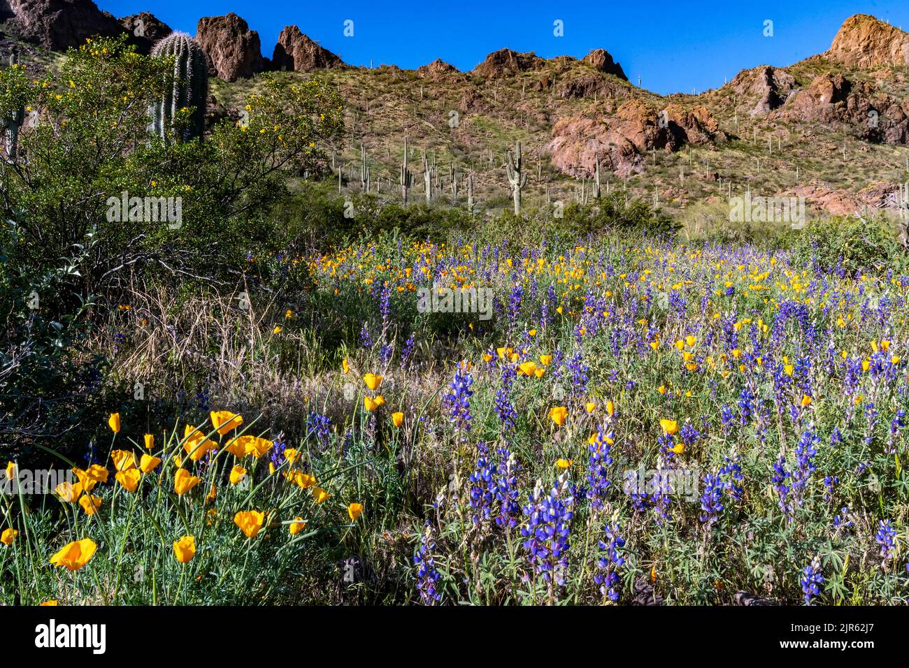 Deserto fiorente al Picacho Peak state Park (Arizona, USA) nel marzo 2020. Foto Stock