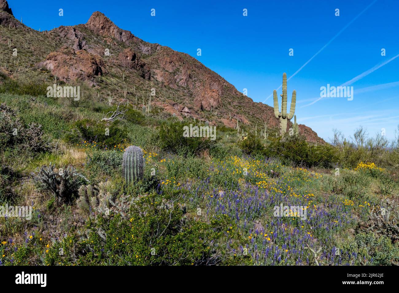 Deserto fiorente al Picacho Peak state Park (Arizona, USA) nel marzo 2020. Foto Stock