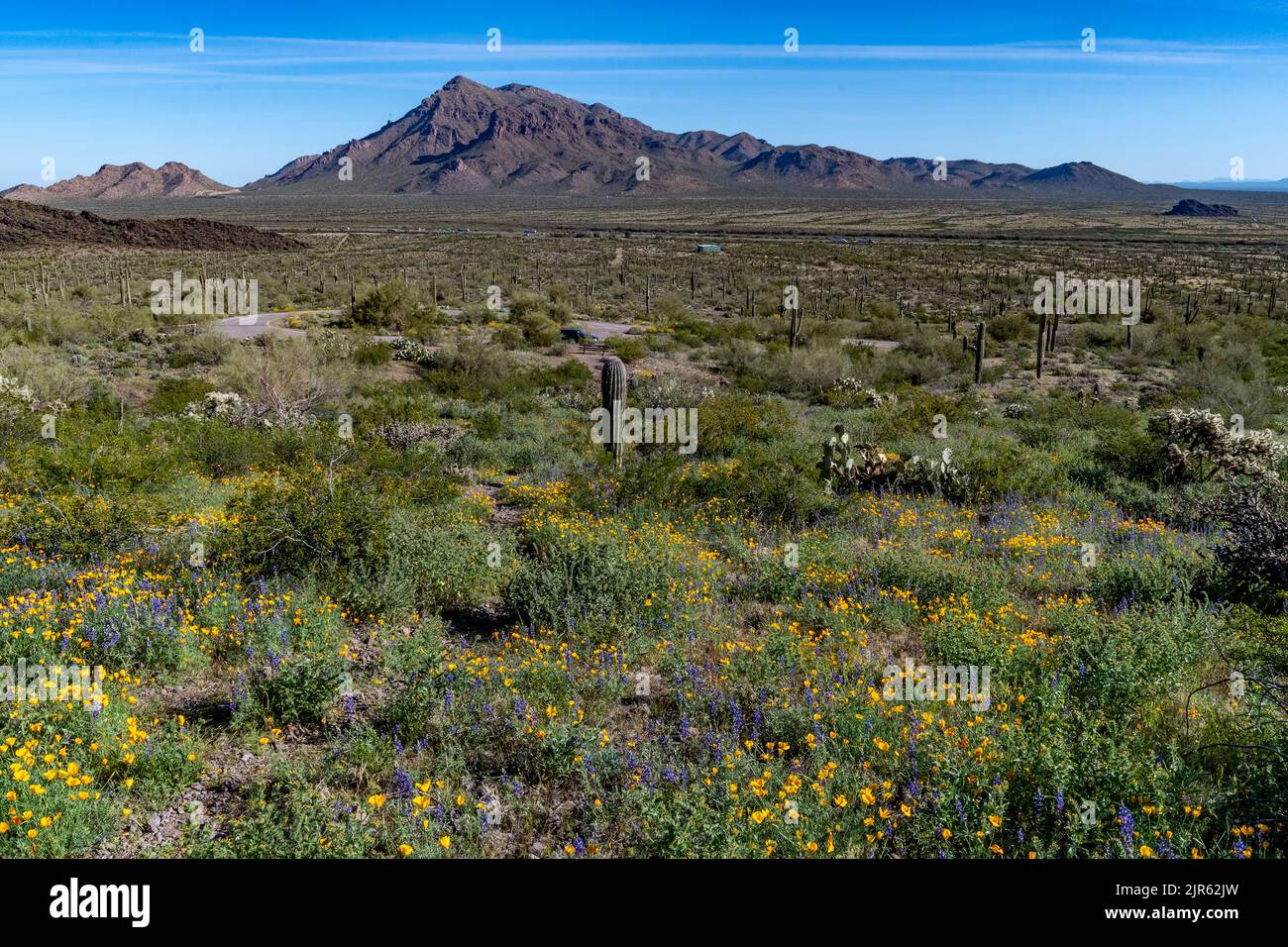 Paesaggio desertico dal Picacho Peak state Park (Arizona, USA) nel marzo 2020. Sullo sfondo c'è Newman Peak. Foto Stock