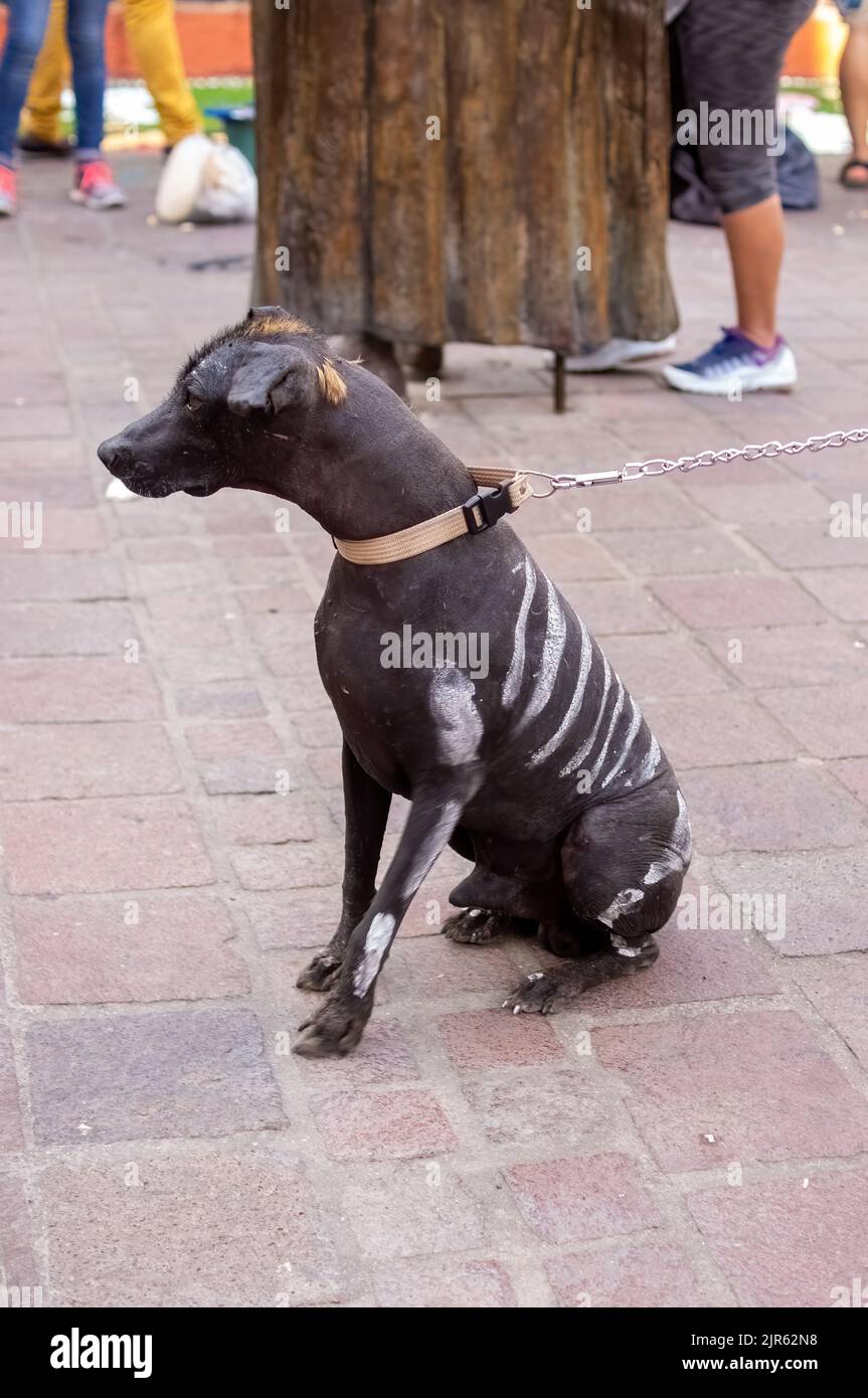 Cane di halloween vestito per il giorno della festa morta, vestito come un cranio del cane, primo piano ritratto del cane messicano di razza senza capelli chiamato xoloitzcuintle Foto Stock