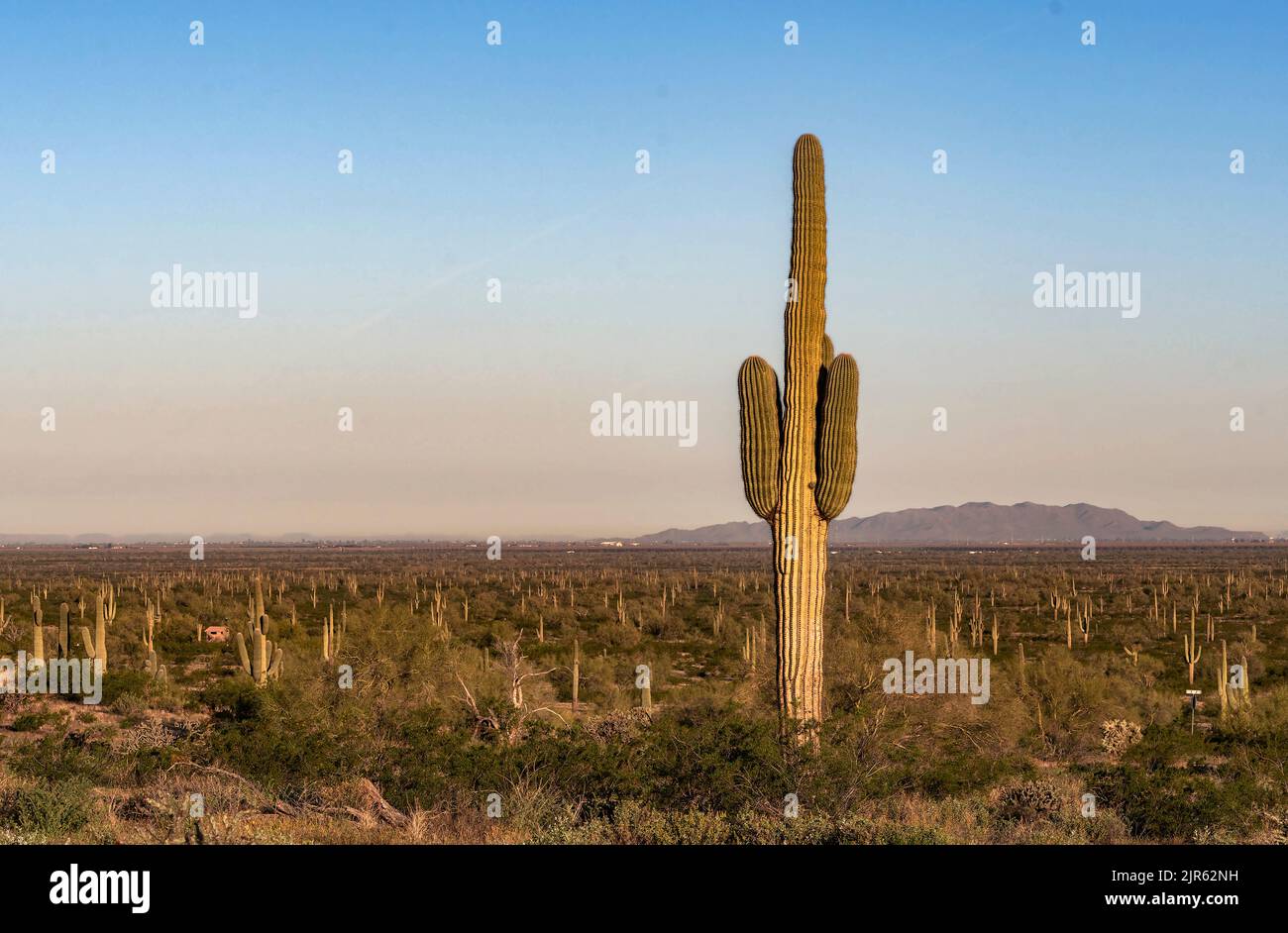 Scena mattutina dal Picacho Peak state Park con csaguaro cactus e altri arbusti del deserto. I Marzo 2020. Foto Stock