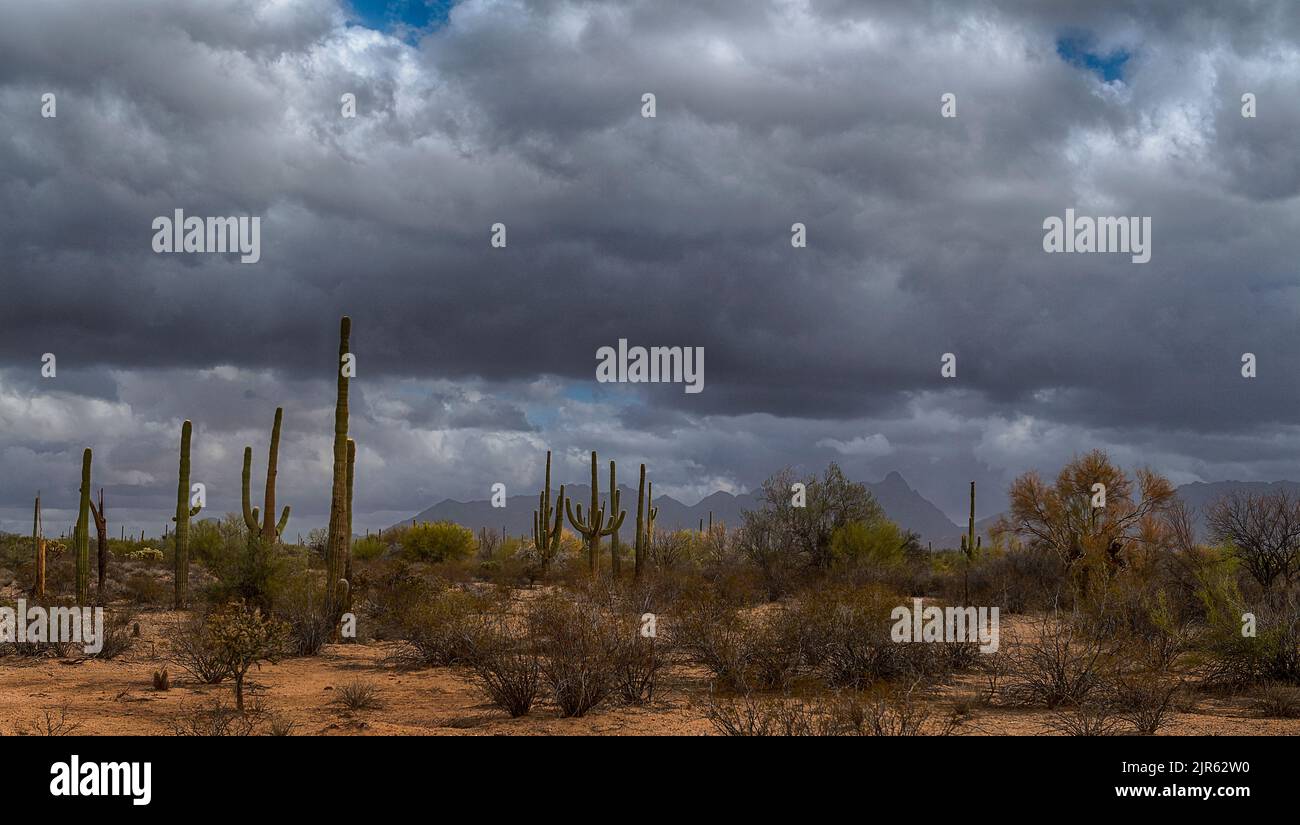 Paesaggio vicino all'Organ Pipe National Monument, Arizona meridionale, Stati Uniti Foto Stock