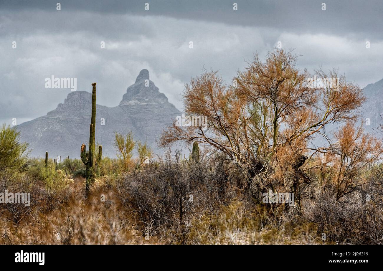 Paesaggio desertico vicino al monumento nazionale Organ Pipe Cactus, Arizona meridionale, Stati Uniti Foto Stock