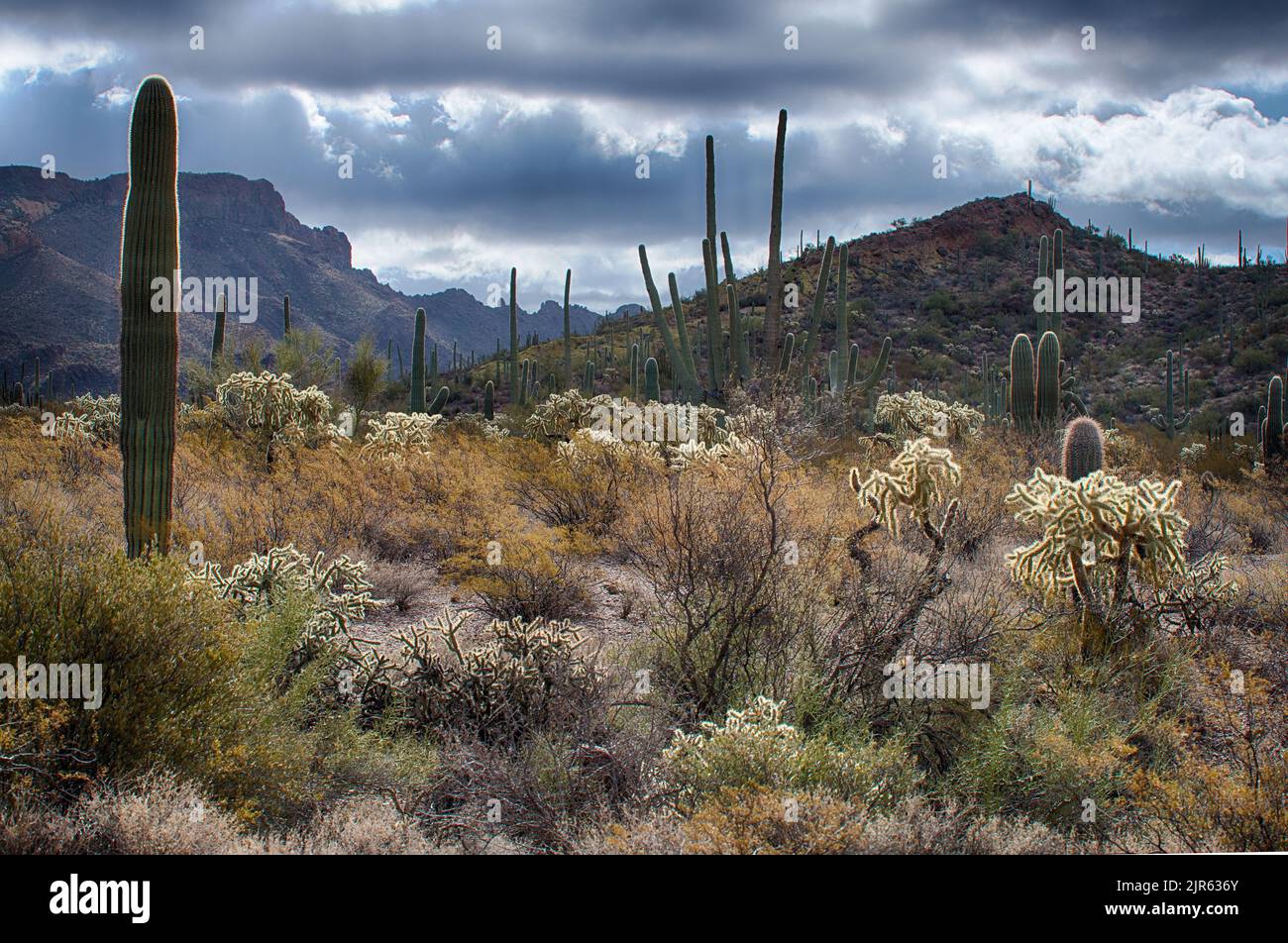 Splendido e variegato paesaggio desertico dalle superstizioni, Arizona meridionale Foto Stock