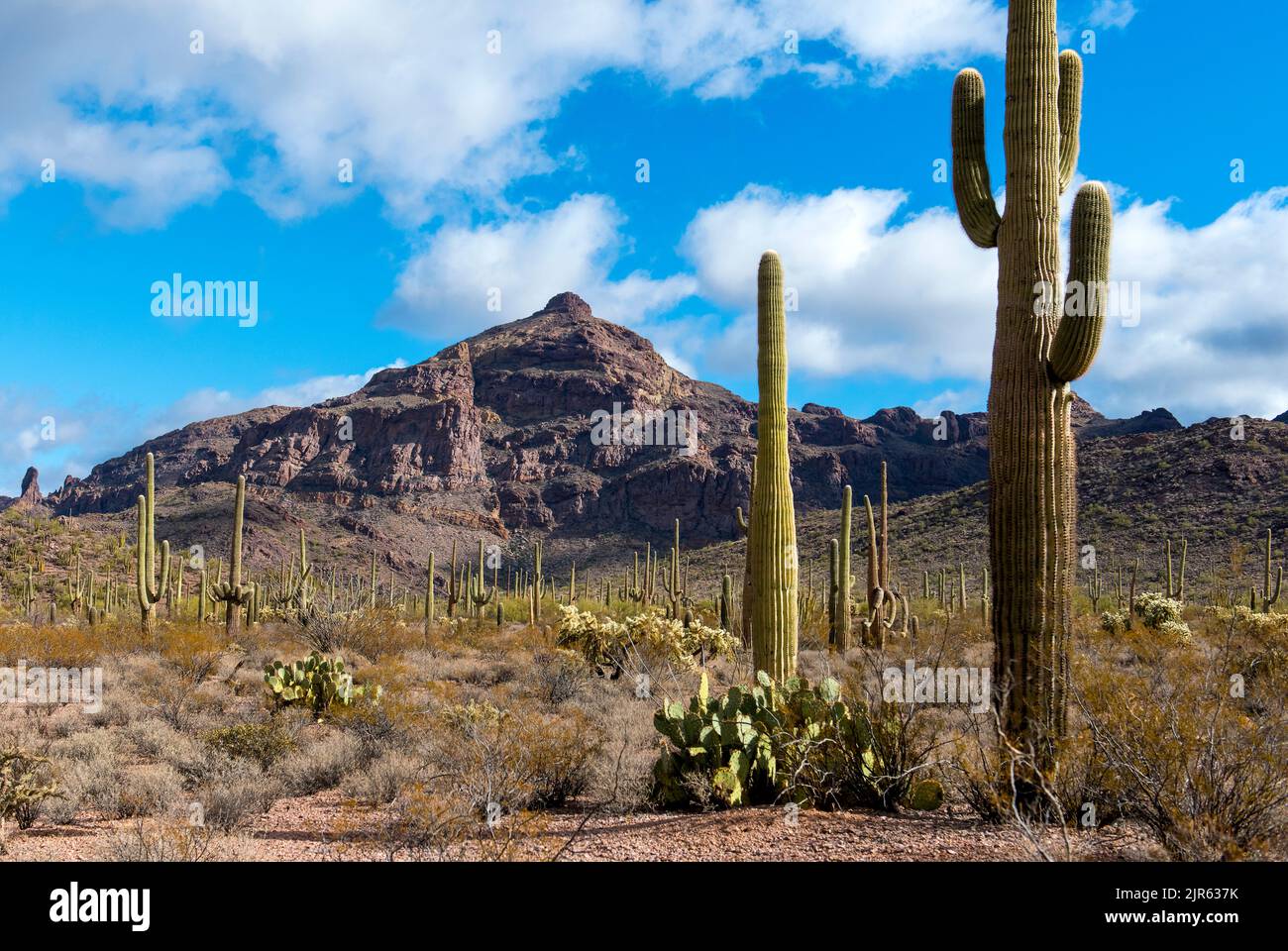 Indietro deserto illuminato paesaggio con molte specie di cactus in organ Pipe Cactus National Monument, Arizona meridionale. Foto Stock