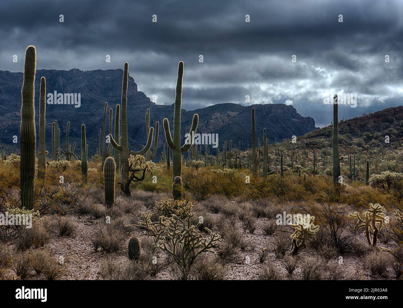 Indietro deserto illuminato paesaggio con molte specie di cactus in organ Pipe Cactus National Monument, Arizona meridionale. Foto Stock