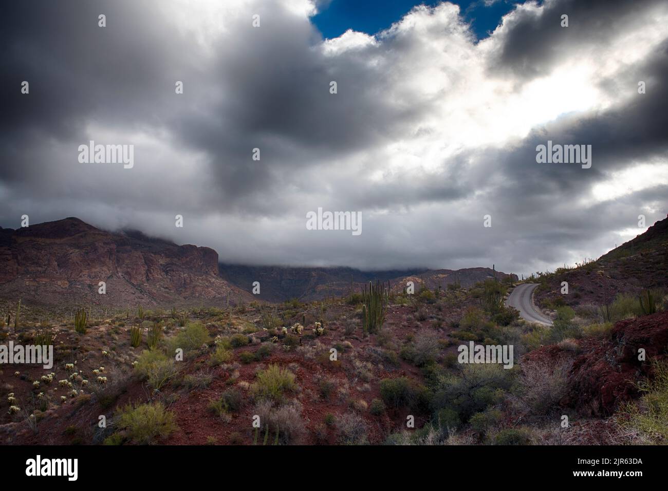 Vegetazione e strada in Organ Pipe Cactus National Monument, Arizona meridionale Foto Stock