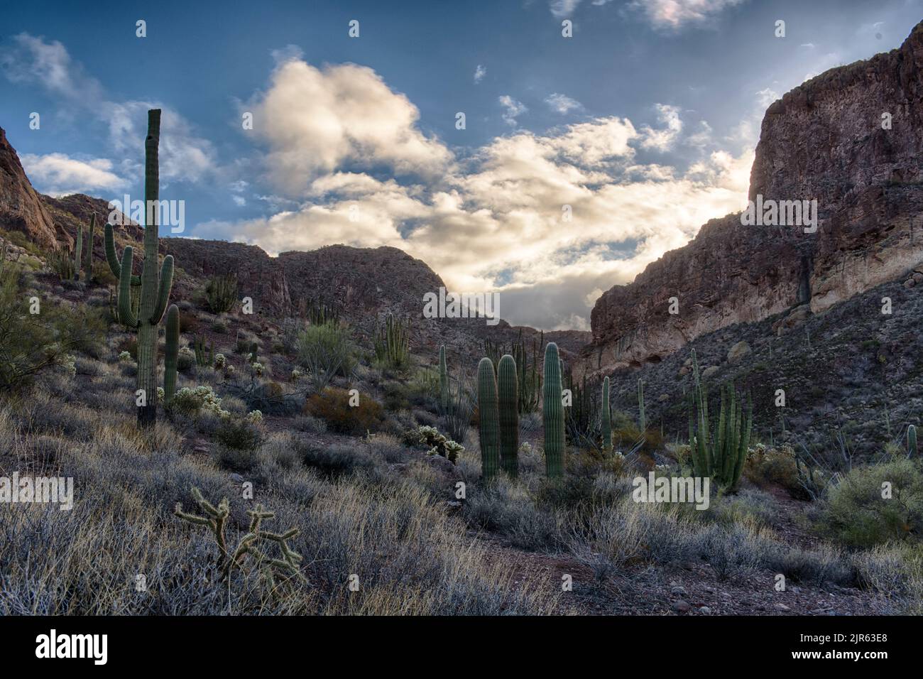 Una valle ombreggiata in Organ Pipe Cactus National Monument, Arizona meridionale. Foto Stock