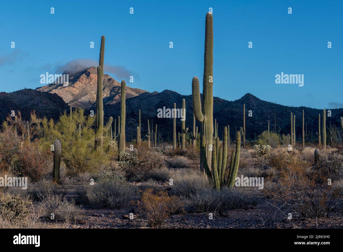 Mattina a Organ Pipe Cactus National Monument, Arizona meridionale. Foto Stock