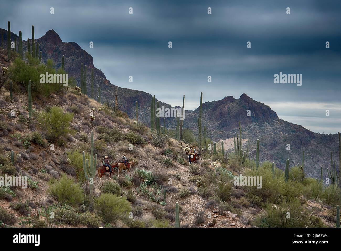 Monitoraggio a cavallo attraverso il deserto delle superstizioni, Arizona meridionale, Stati Uniti Foto Stock