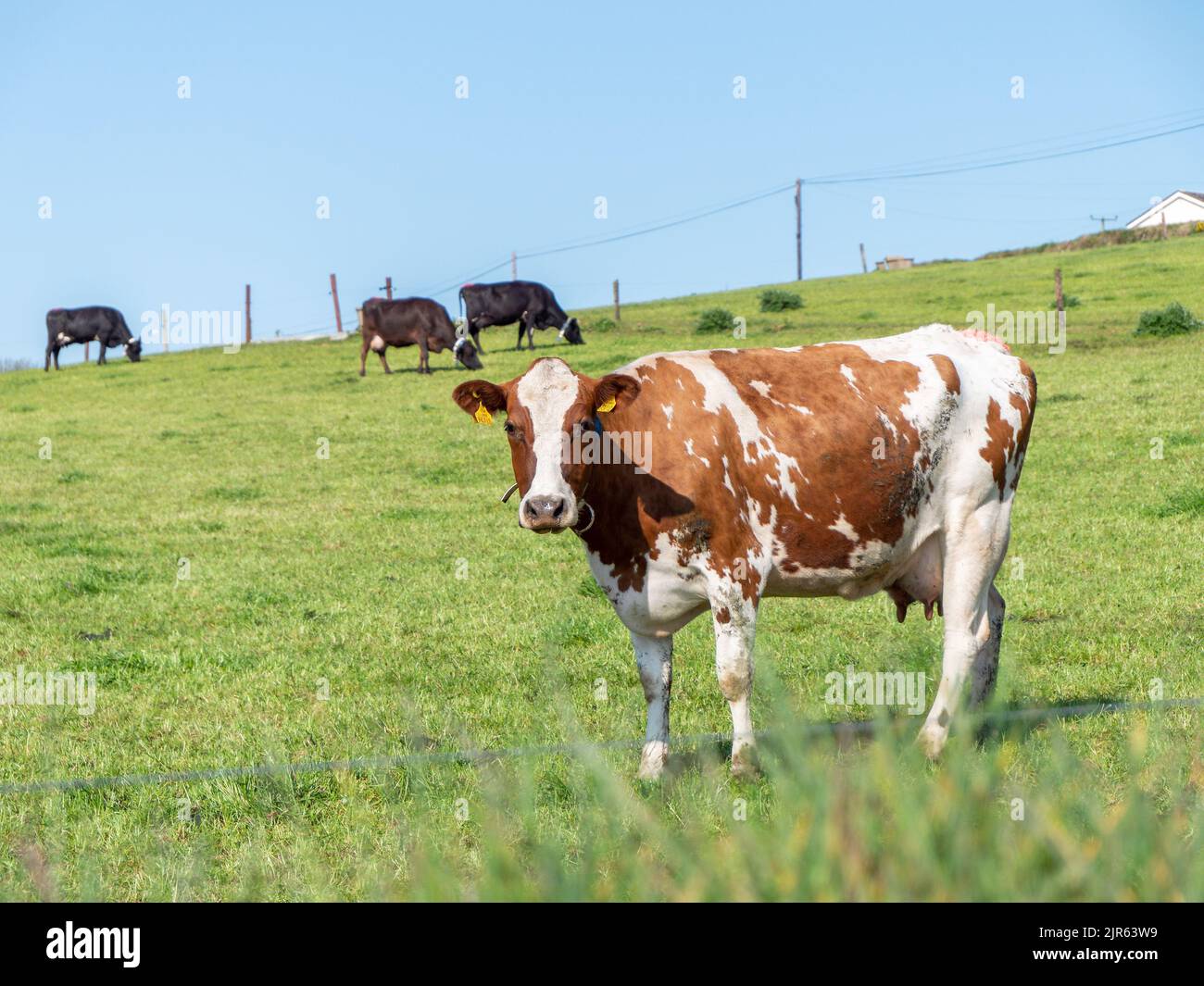 Mucche su un pascolo verde erba in una giornata di sole. Mucche su pascolo libero. Bestiame grande. Bestiame bovino. Mucca bianca e bruna su prato verde Foto Stock