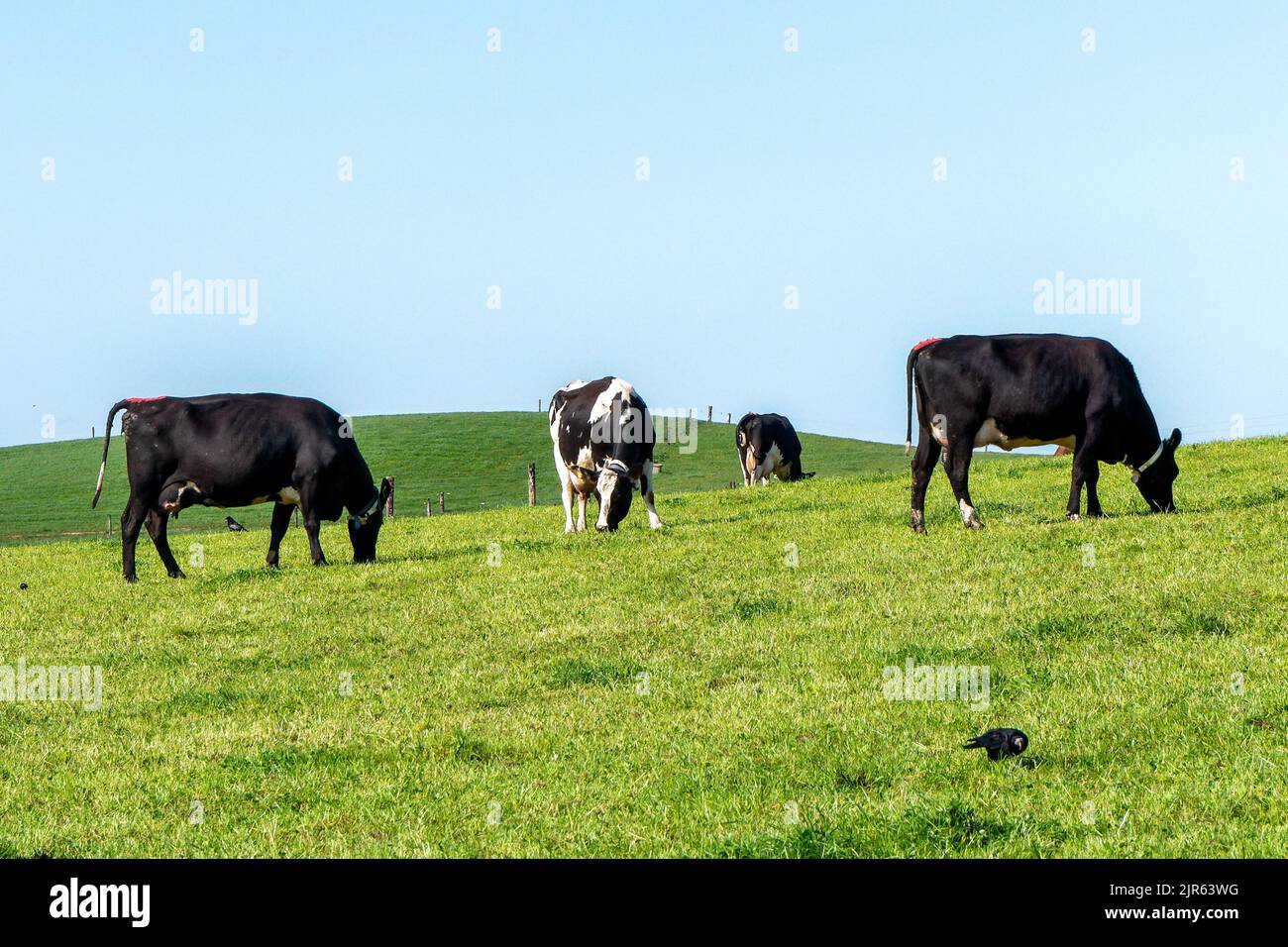 Pascolo gratuito mucche in una giornata di sole. Cielo blu chiaro sulle verdi colline. Paesaggio agricolo. Mucca bianca e nera su prato verde Foto Stock