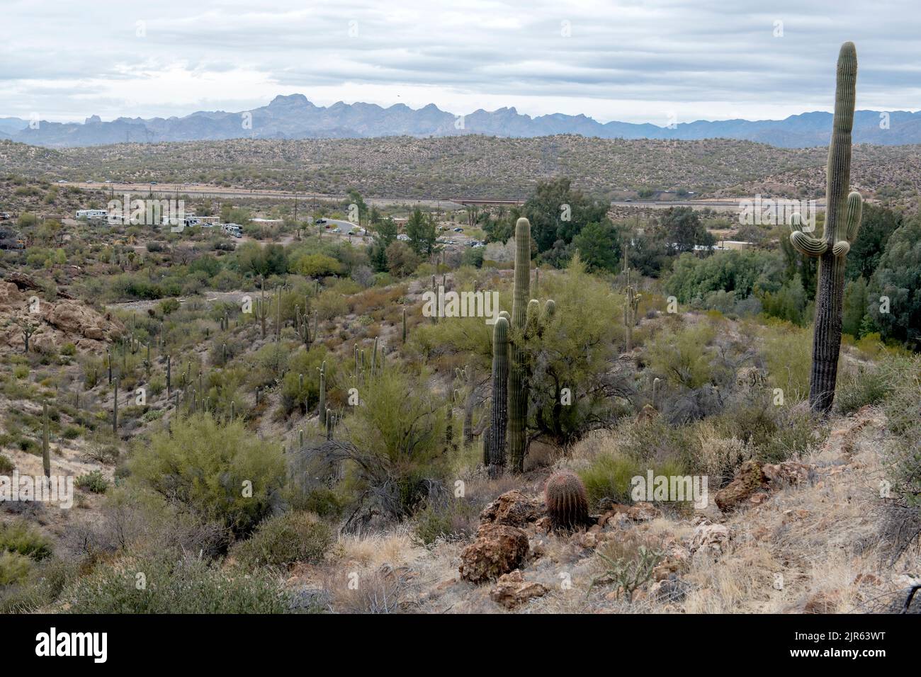 Paesaggio desertico intorno Boyce Thompson Areboreum, Arizona meridionale, Stati Uniti Foto Stock